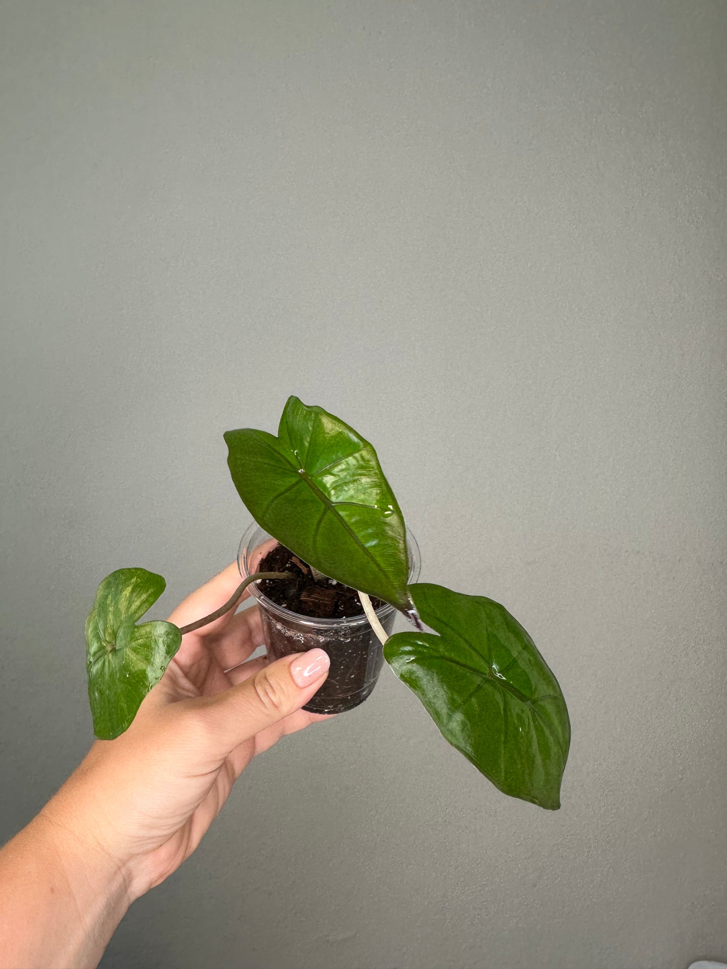 Alocasia serendipity reverted / gift with a purchase