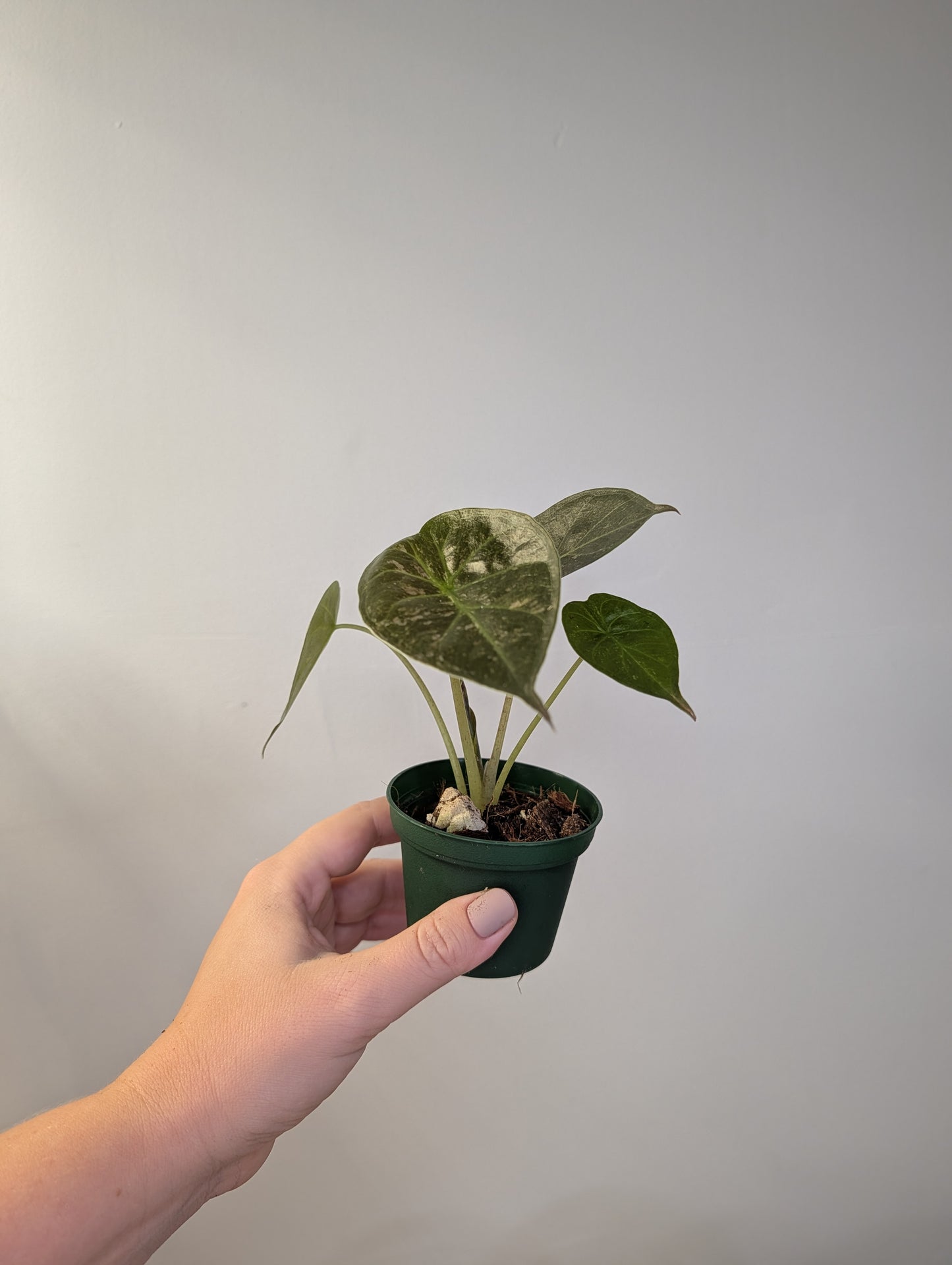 Alocasia wenti silver pink