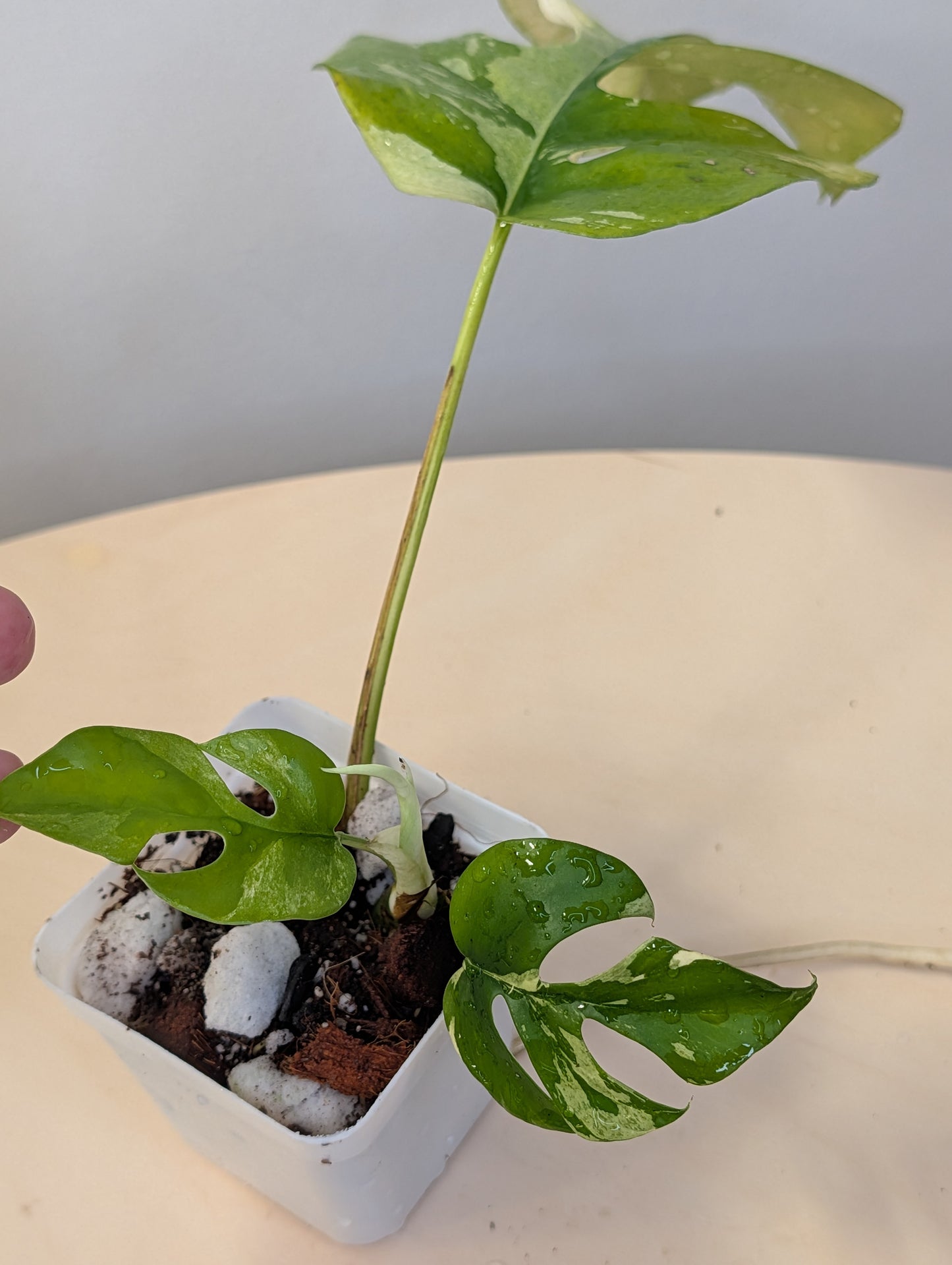 Raphidophora tetrasperma albo variegated