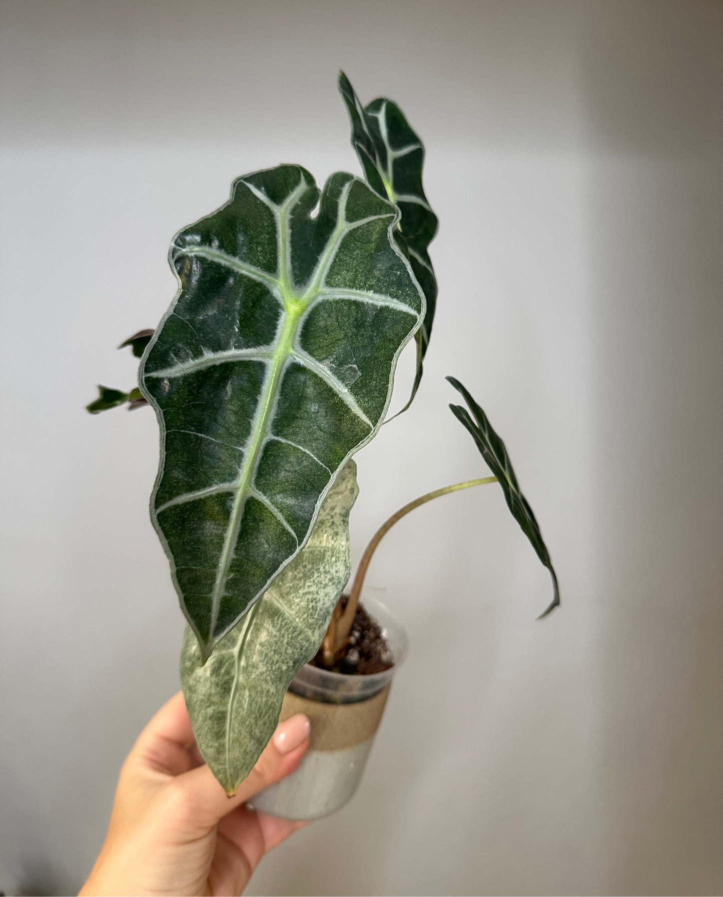 Alocasia amazonica pink mint variegated