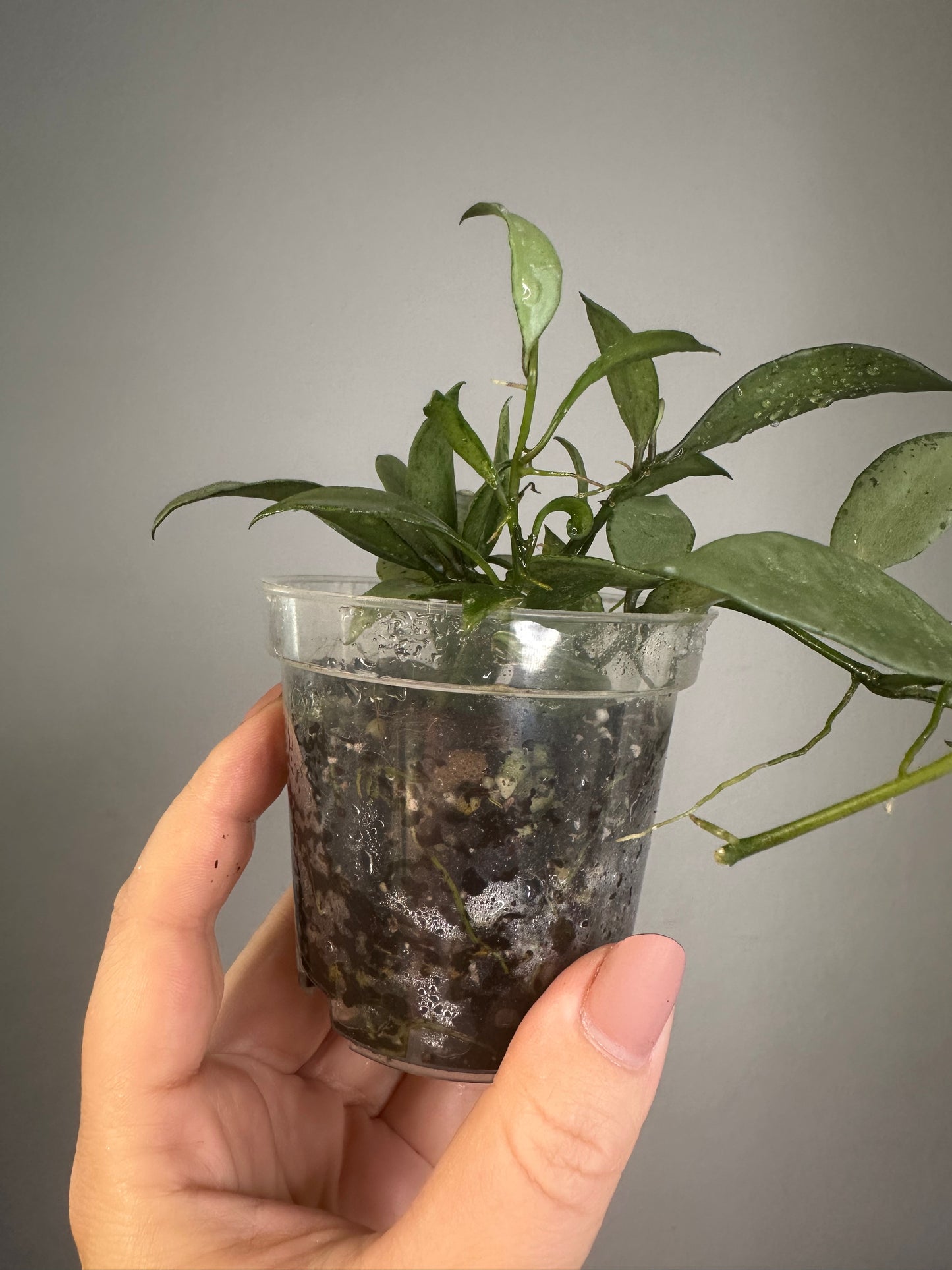 Hoya lacunosa silver 🩶 / a few cuttings in a pot