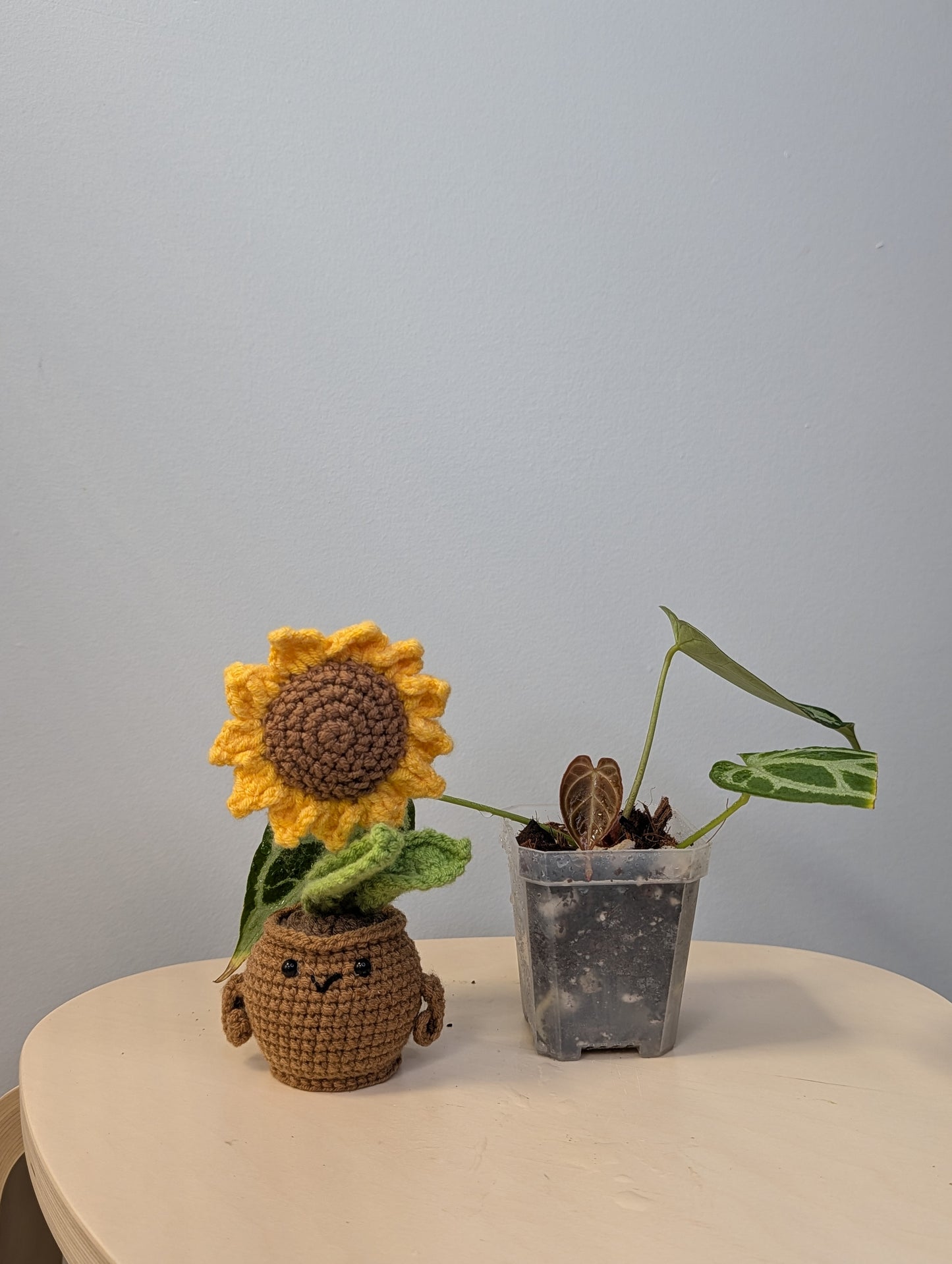 Anthurium crystallinum silver/ homegrown in Toronto 🇨🇦