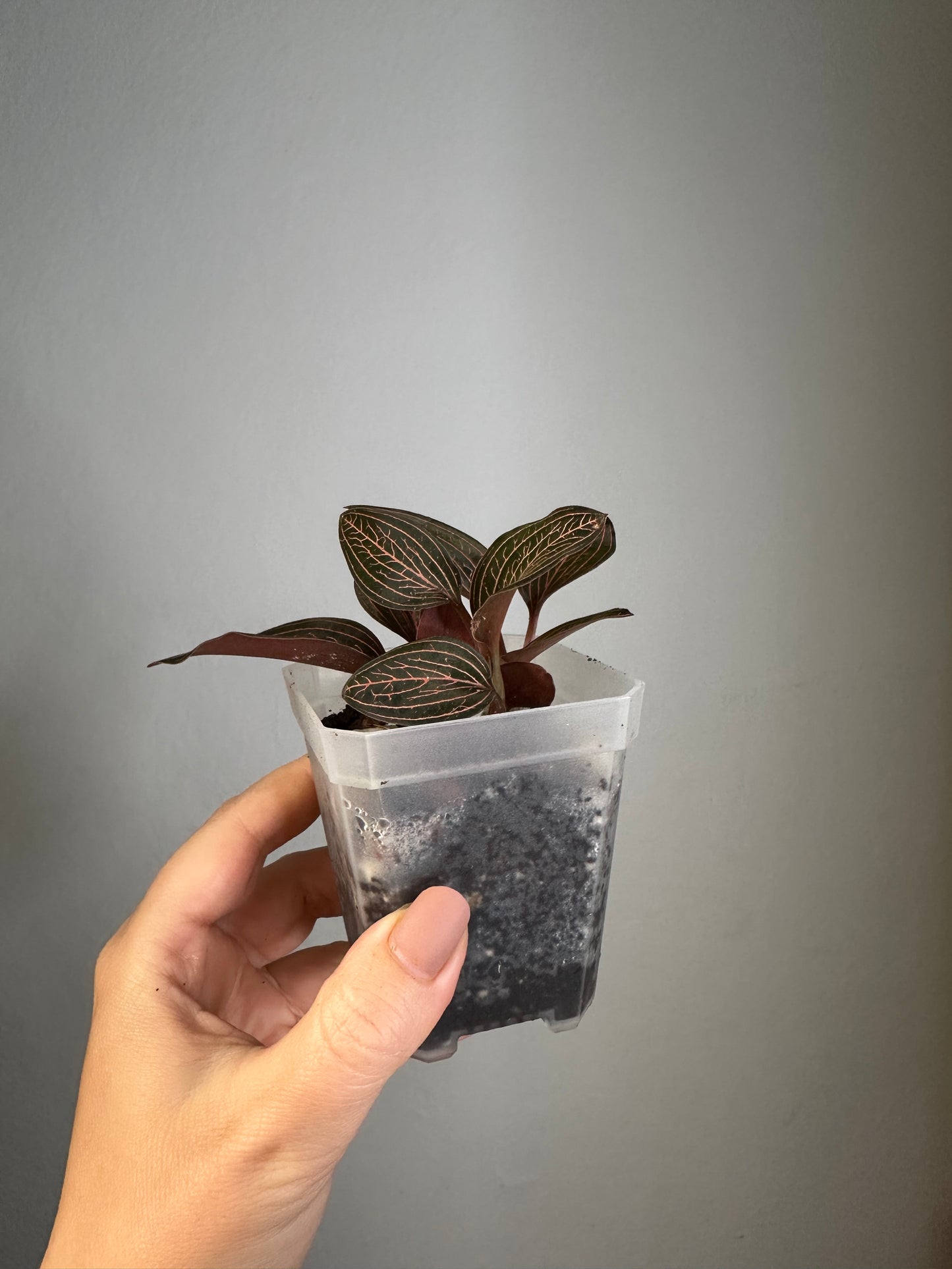 Jewel Orchid Ludisia Discolor Spiderman / three growing points