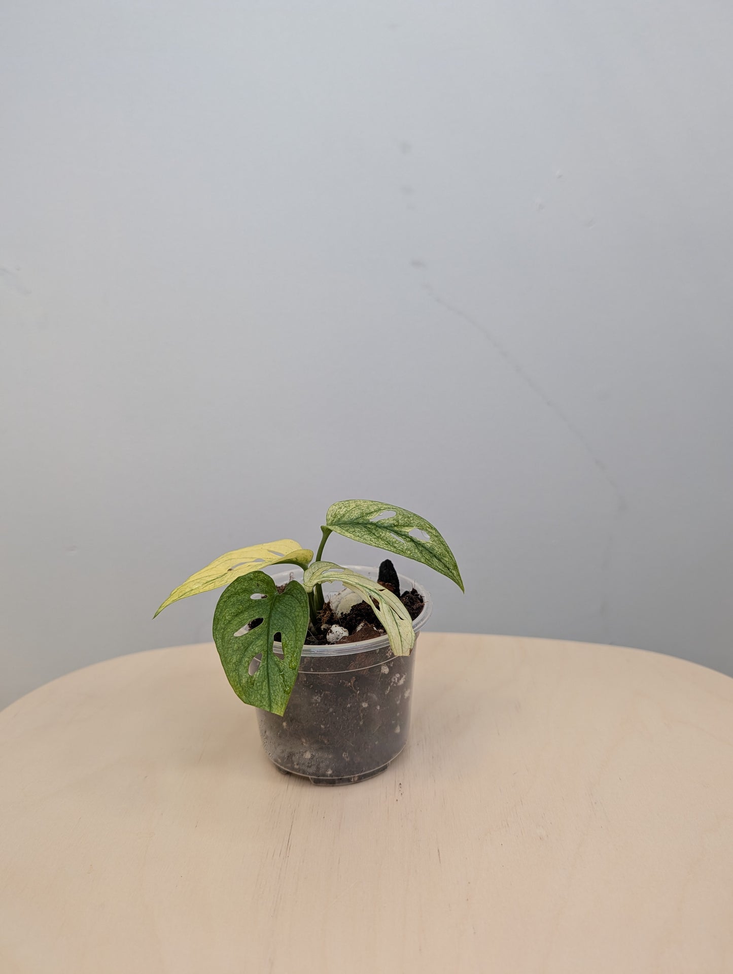 Monstera adansonii archipelago ghost