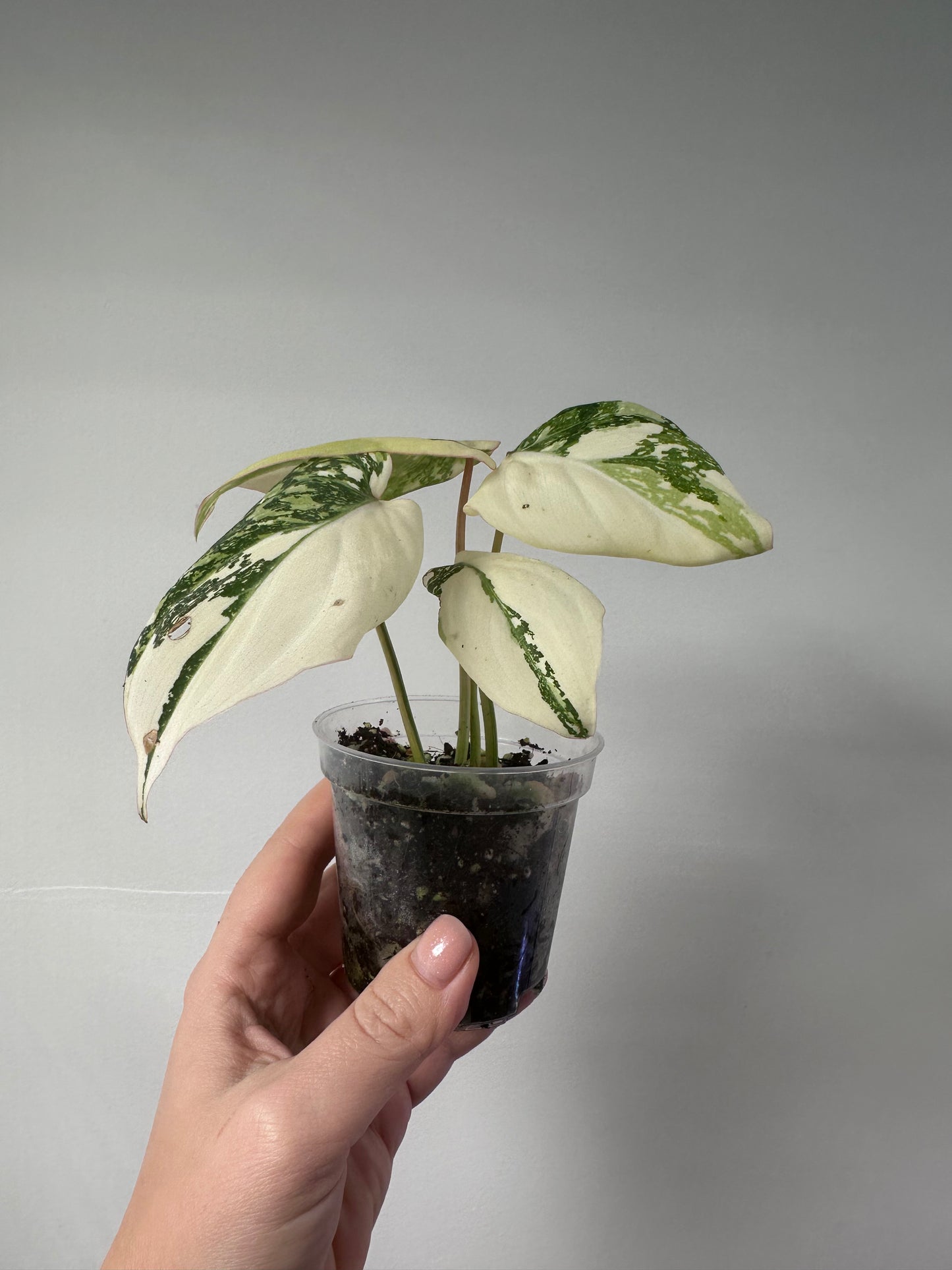 Philodendron gloriosum variegated