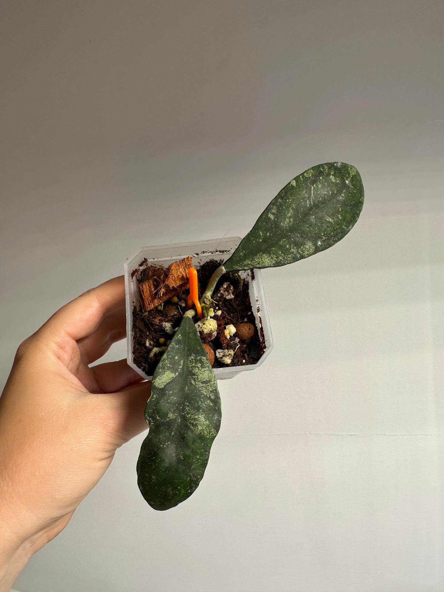 Hoya Corneri Splash