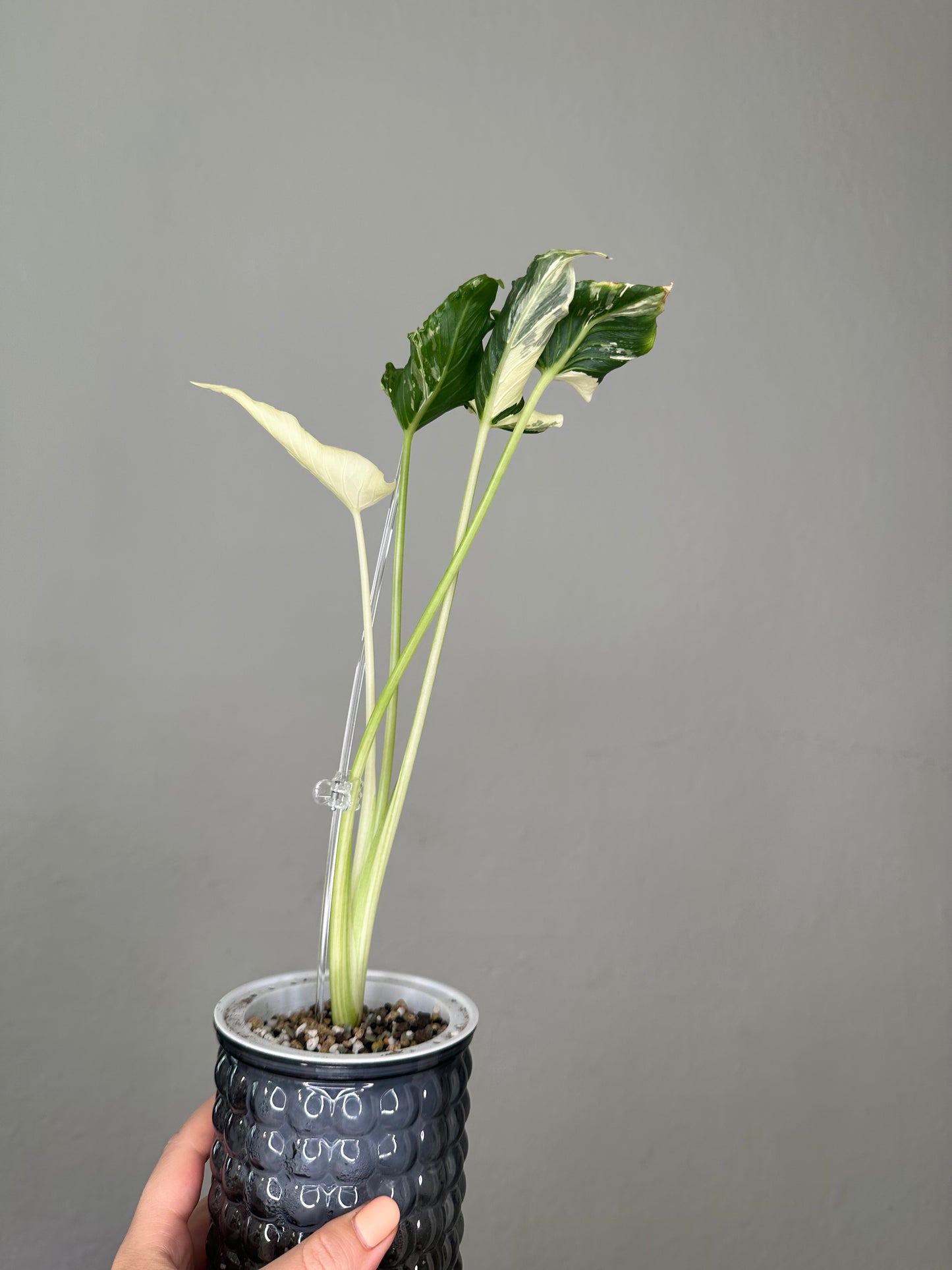 Alocasia cuculata crinkle variegated / first photo - mother plant