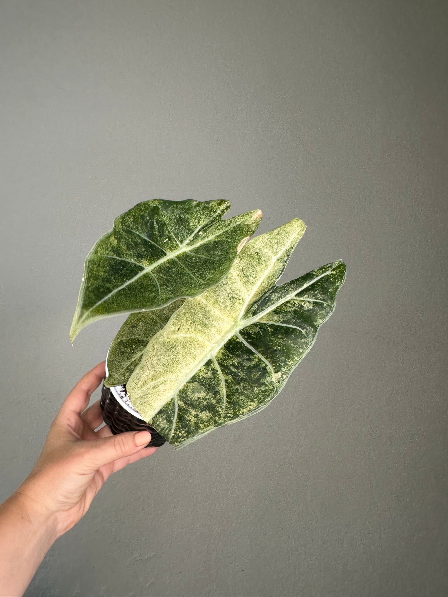 Alocasia longiloba stardust variegated / CORM