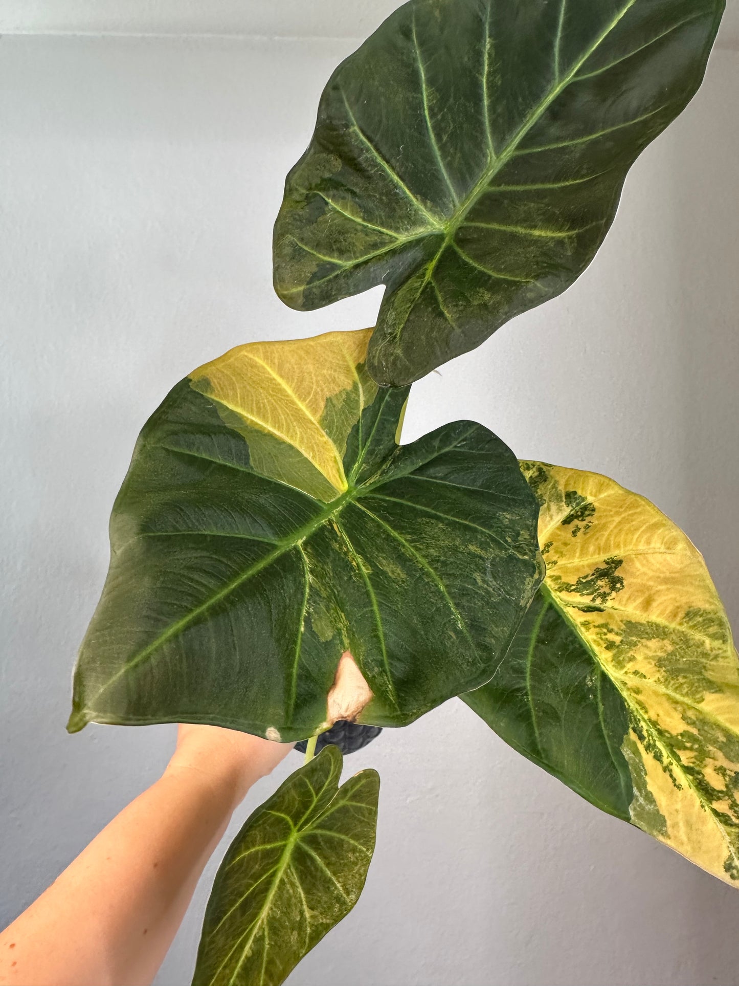 Alocasia regal shield variegated