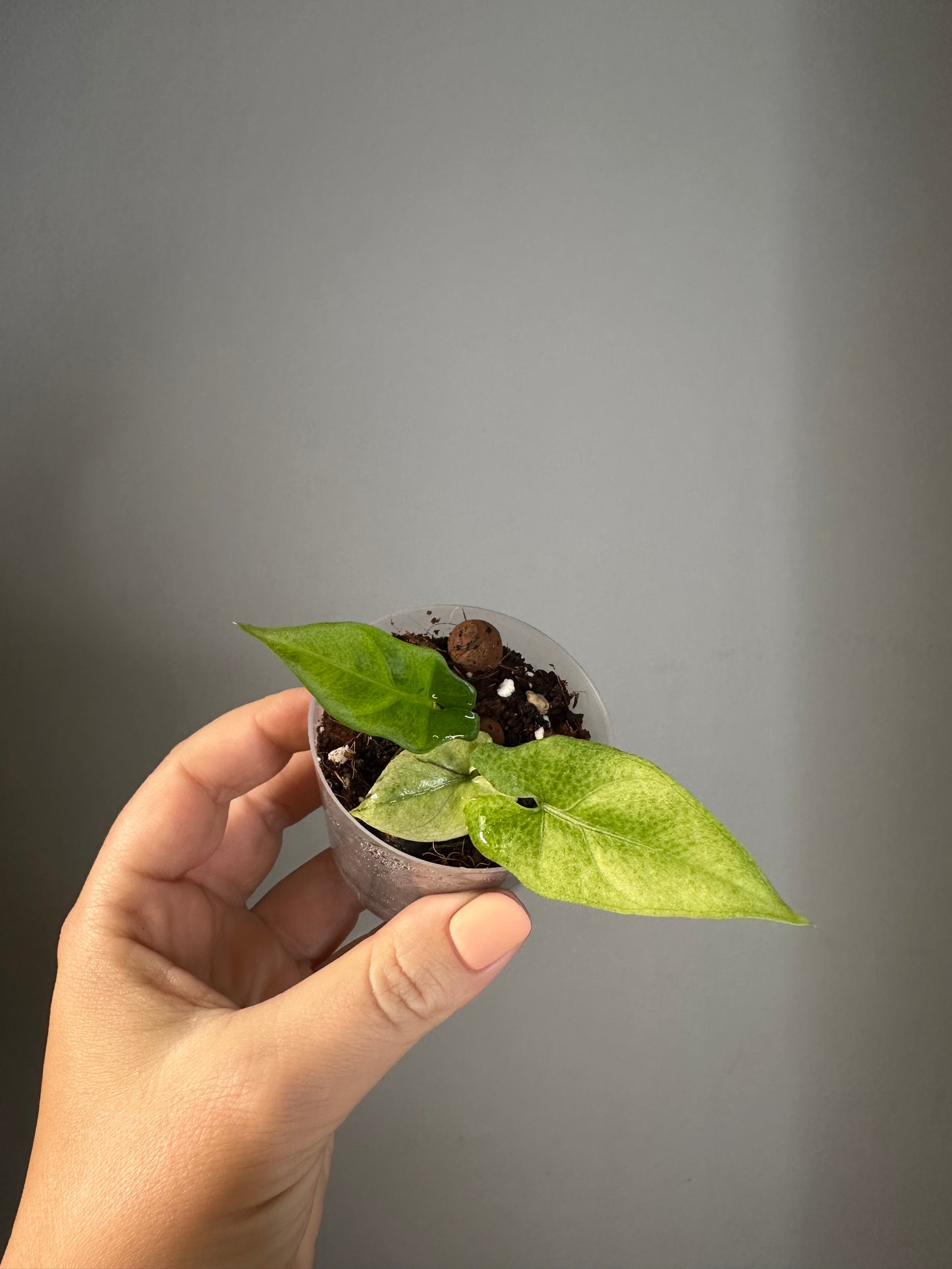 Alocasia with yellow variegation bundle