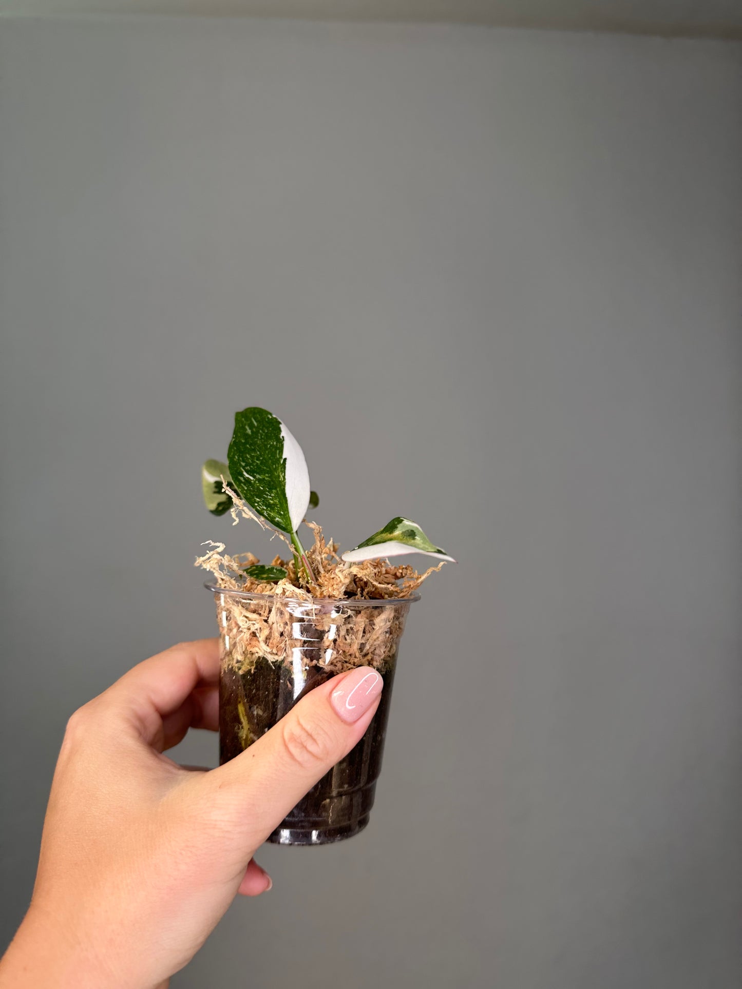 Philodendron white wizard