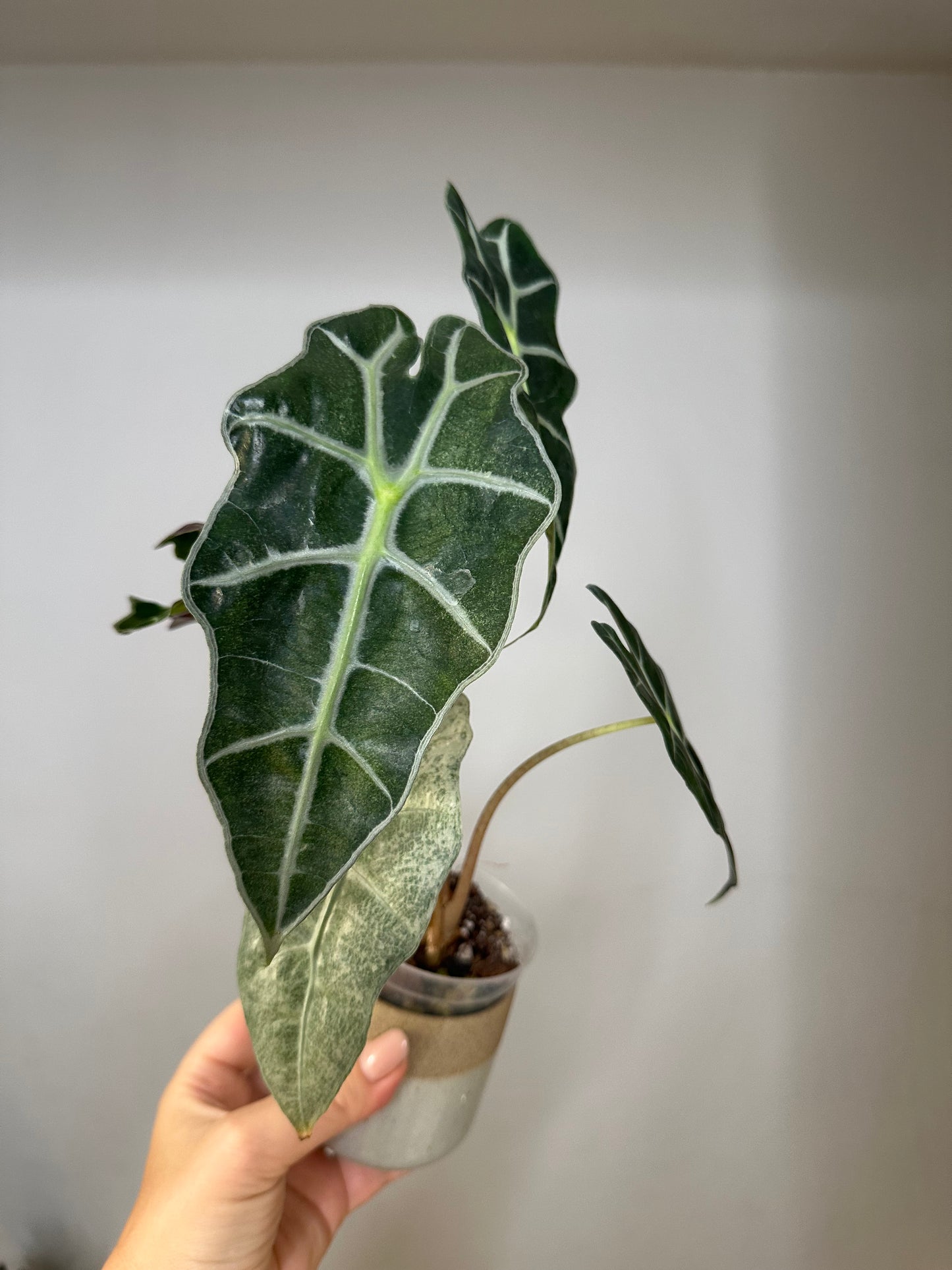 Alocasia amazonica pink mint variegated