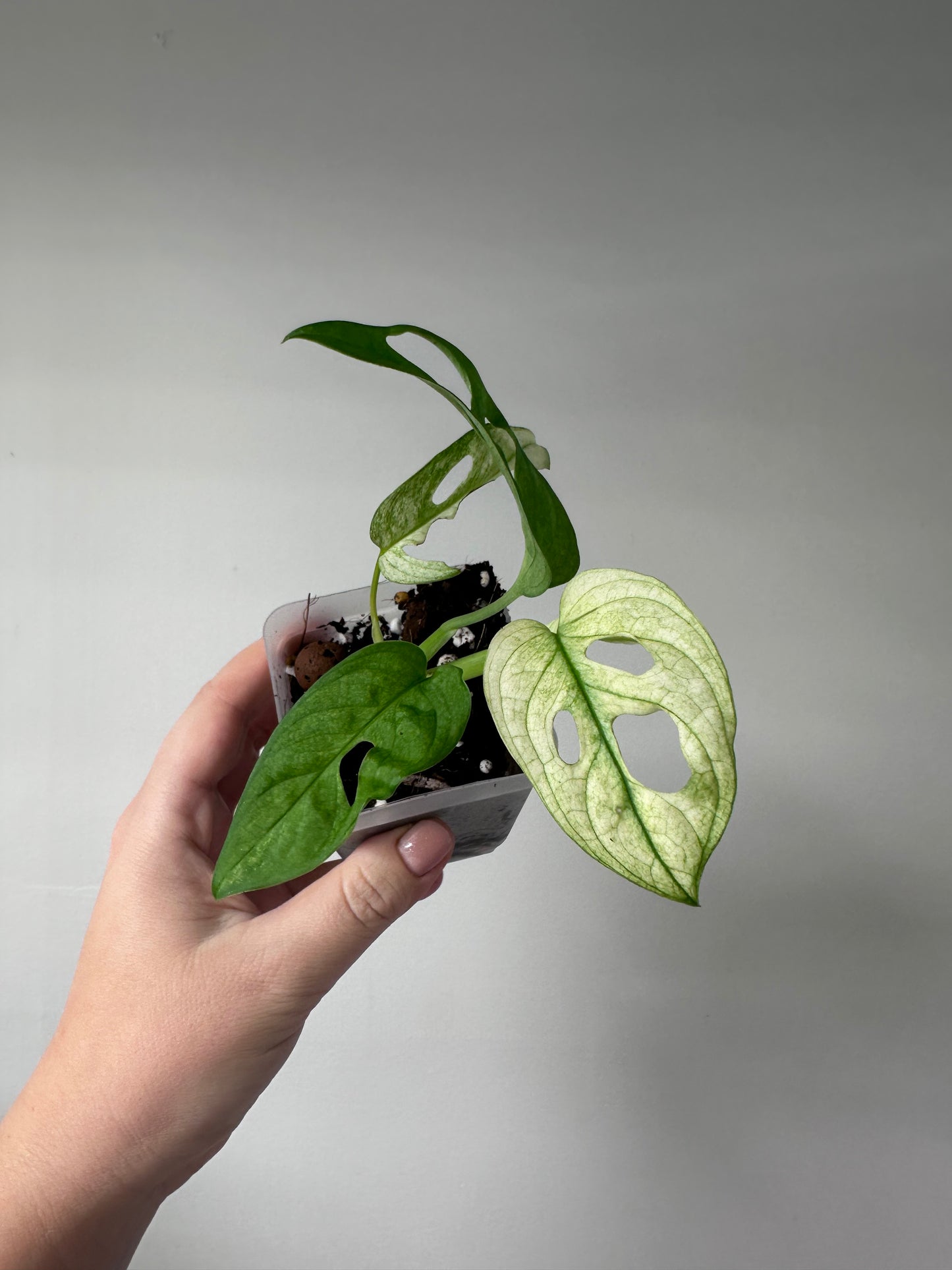 Monstera adansonii archipelago ghost