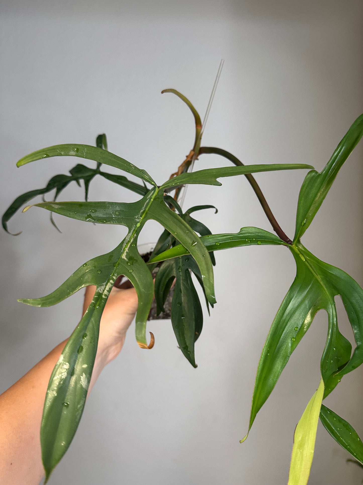 Philodendron Quercifolium / uncommon philodendron