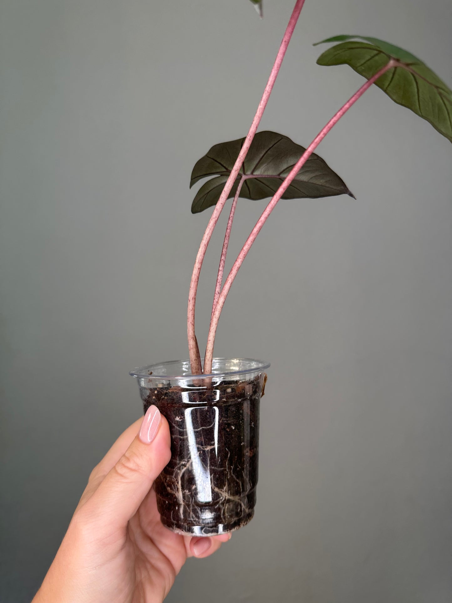 Alocasia serendipity reverted / gift with a purchase