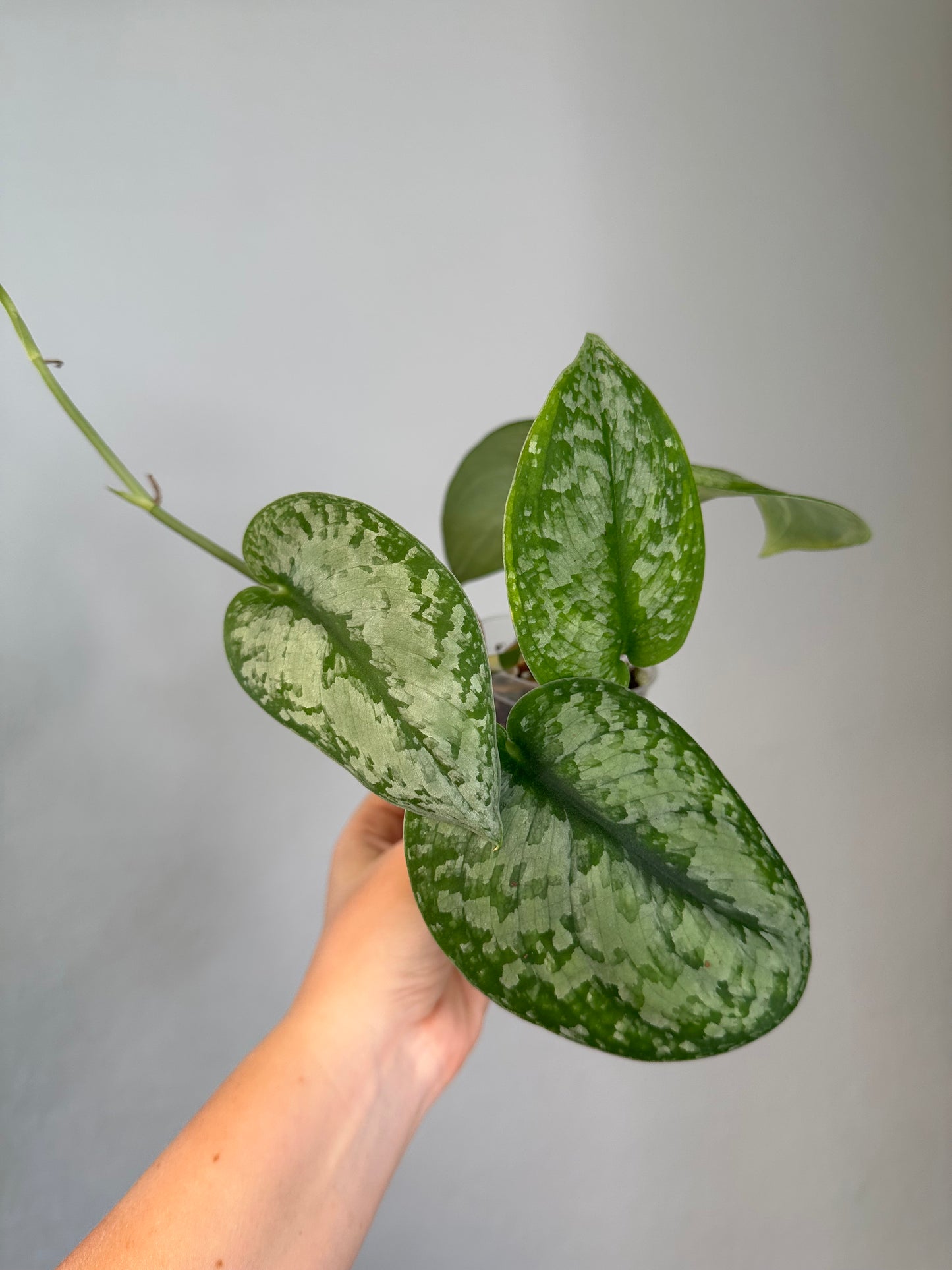 Scindapsus silver splash