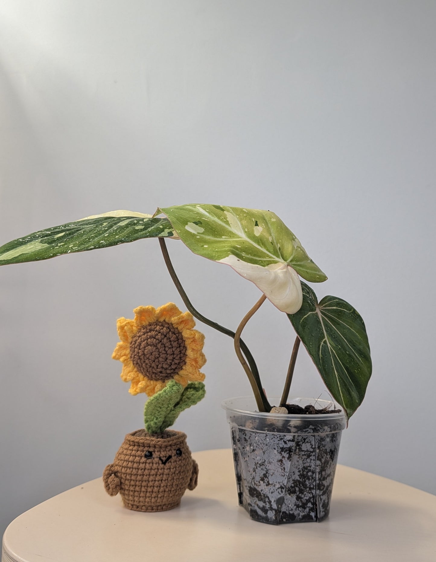 Philodendron gloriosum variegated