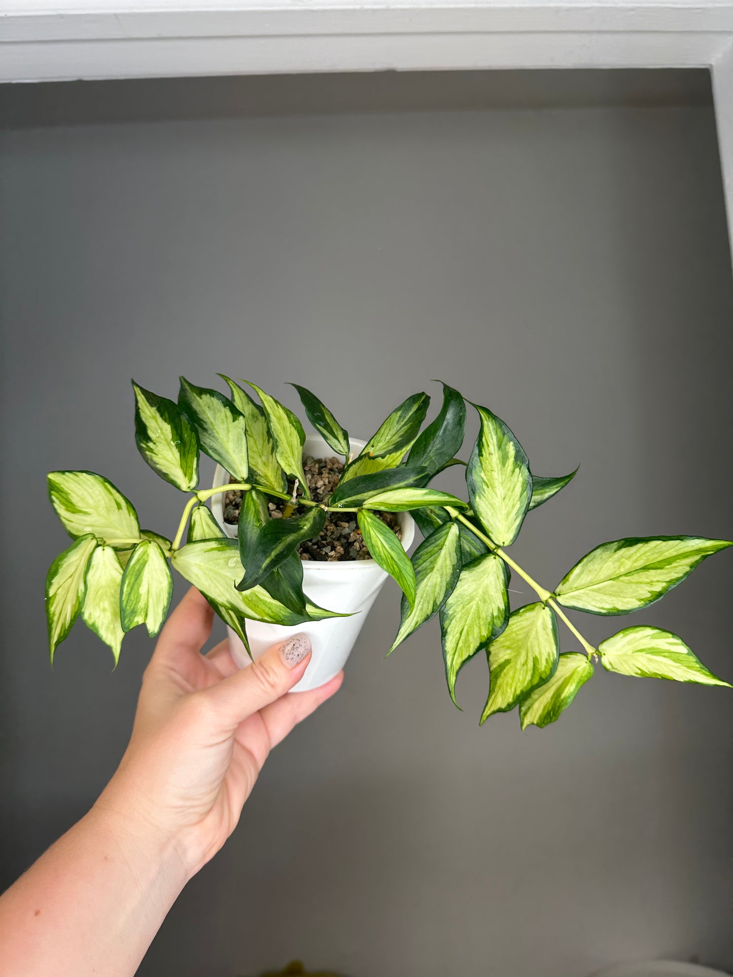 Hoya Polyneura yellow variegated / first photo - mother plant