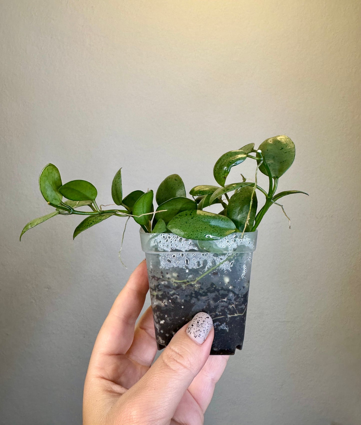 Hoya lacunosa silver mint coin