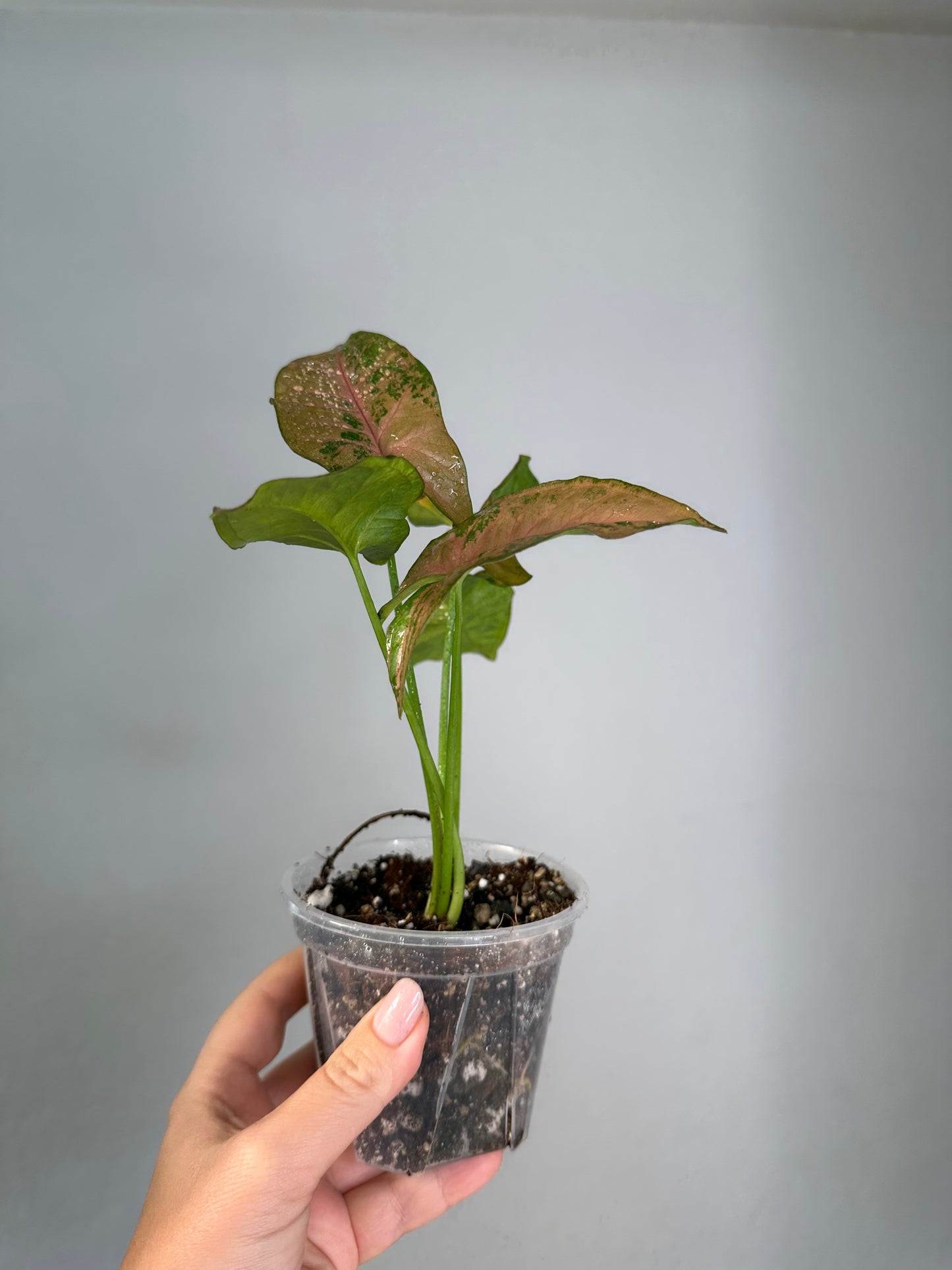 Syngonium pink freckles