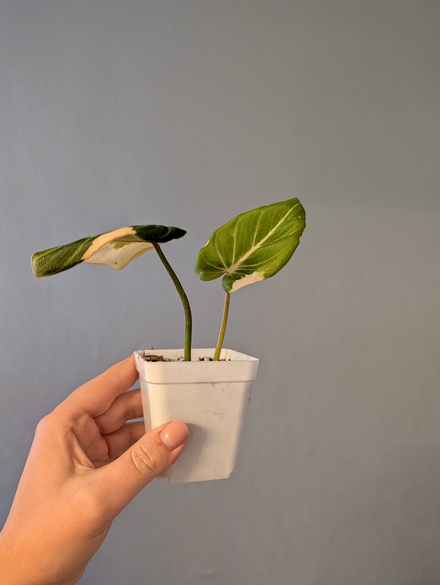 Philodendron Gloriosum Copy Variegated