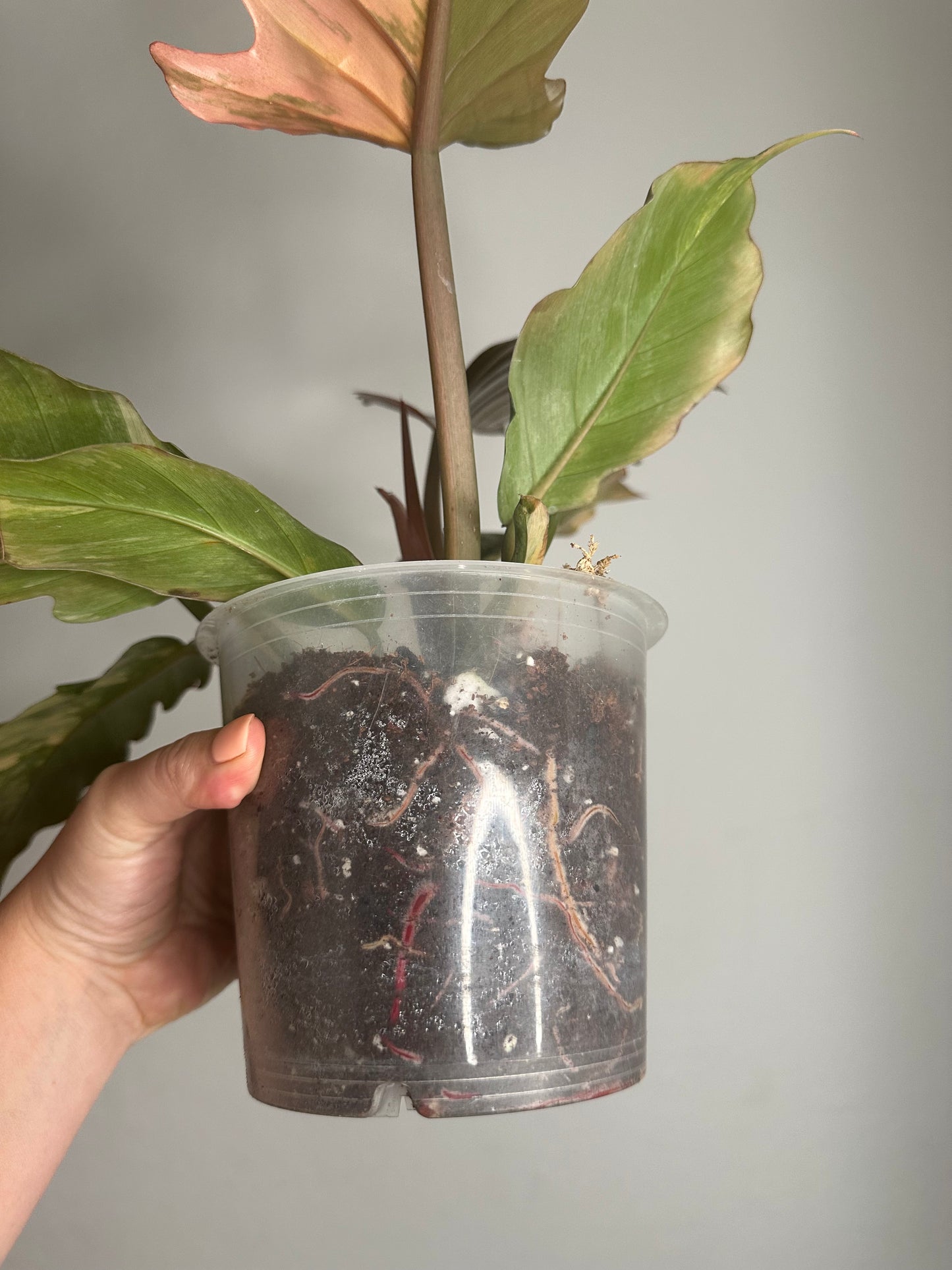 Philodendron caramel marble variegated