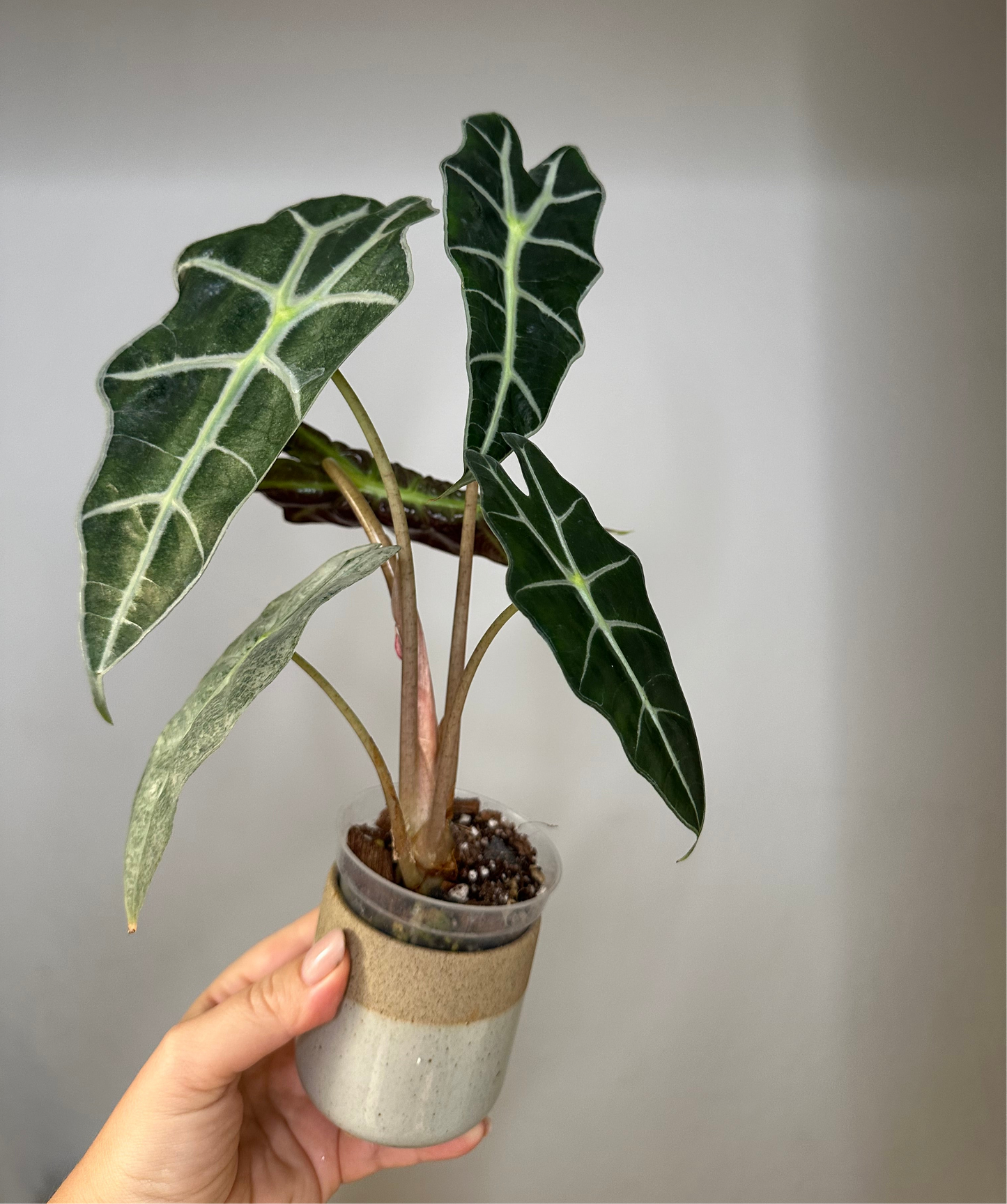 Alocasia amazonica pink mint variegated