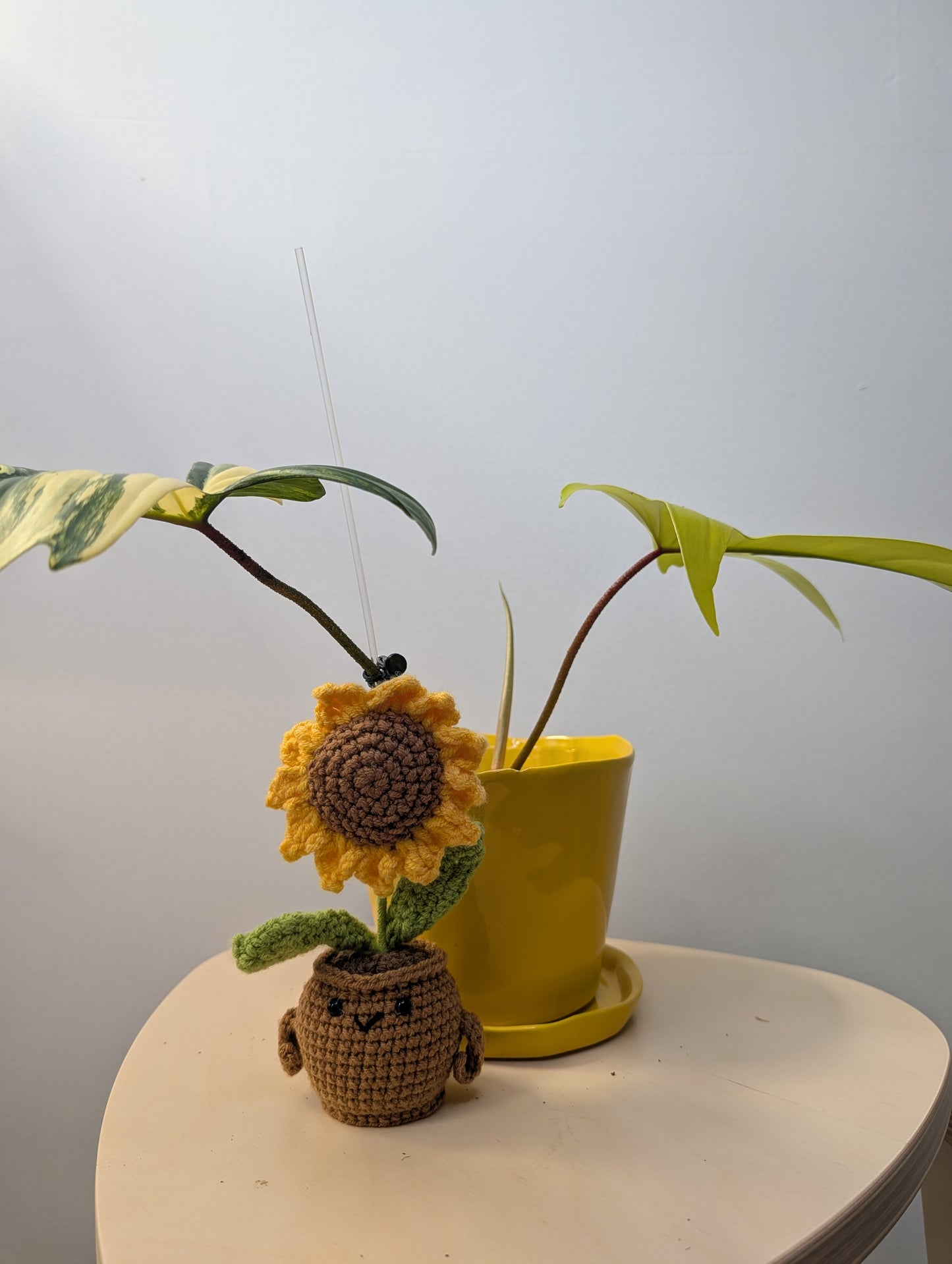 Philodendron Florida Beauty variegated