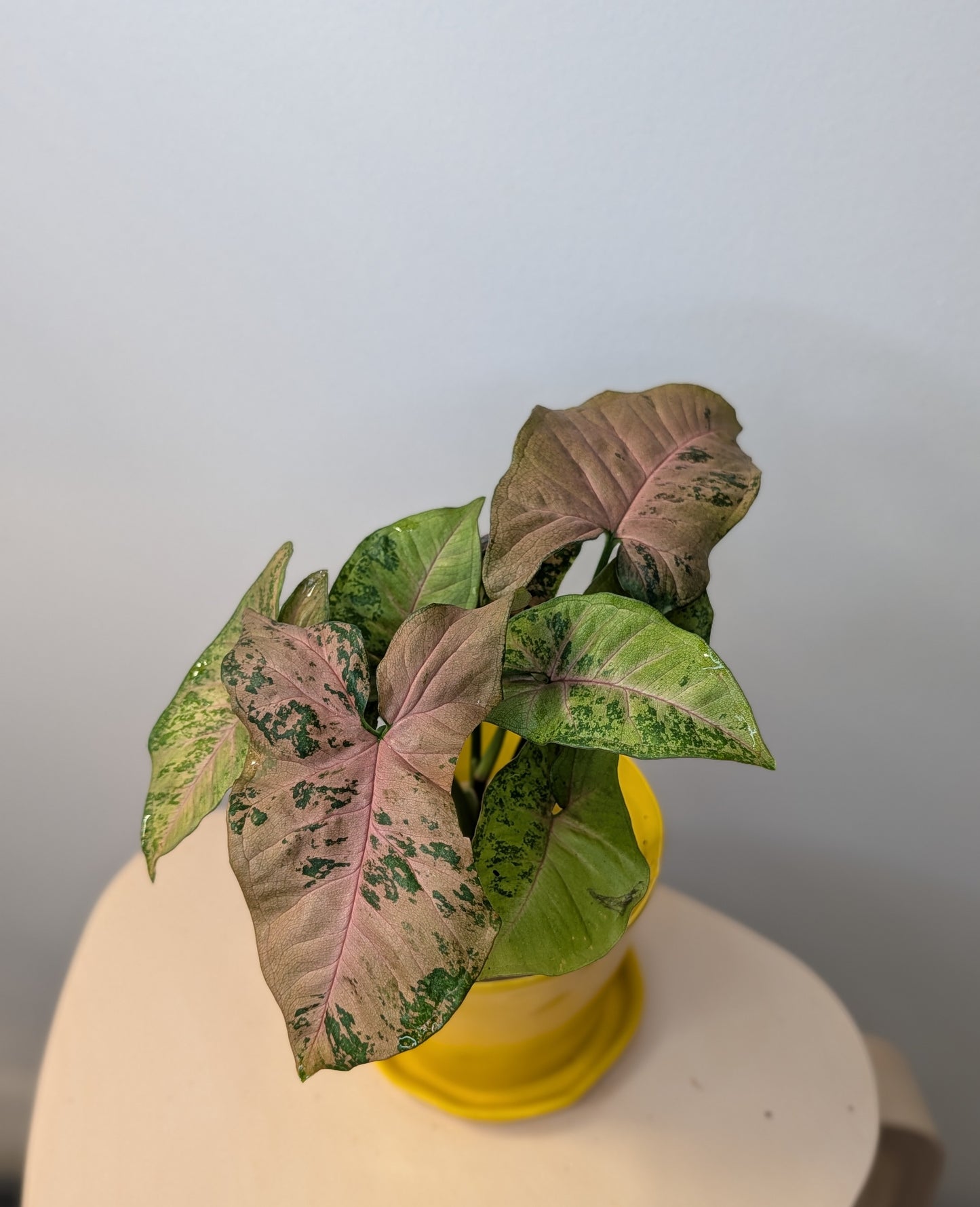 Syngonium Pink Freckles