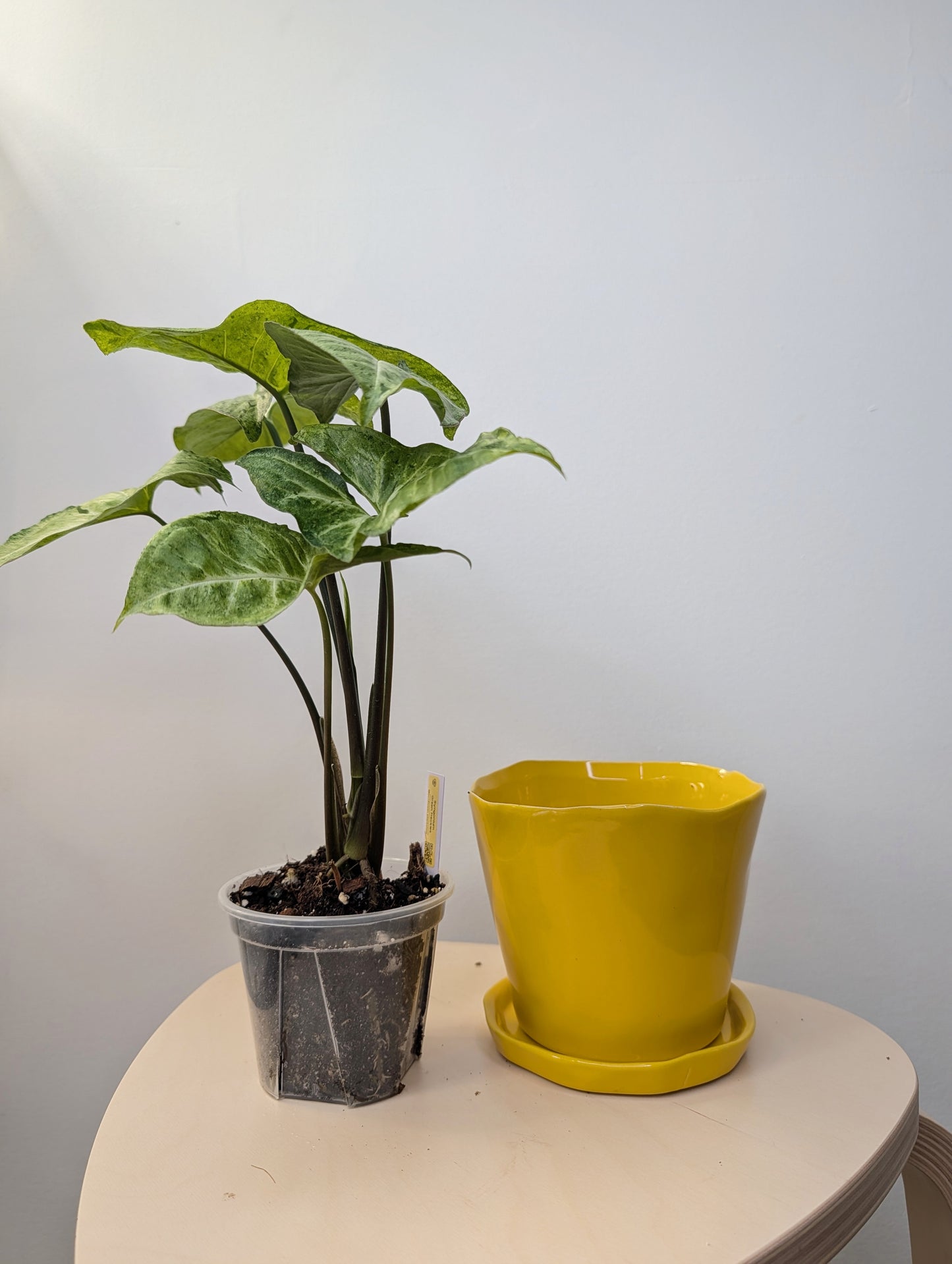 Syngonium green freckles