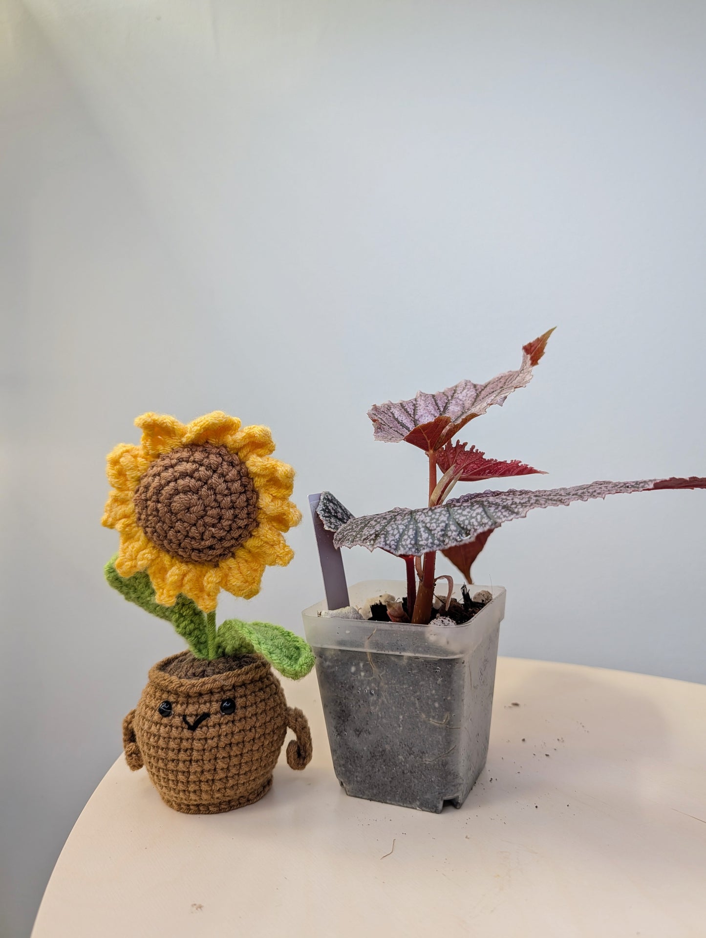 Begonia Maurice Amey