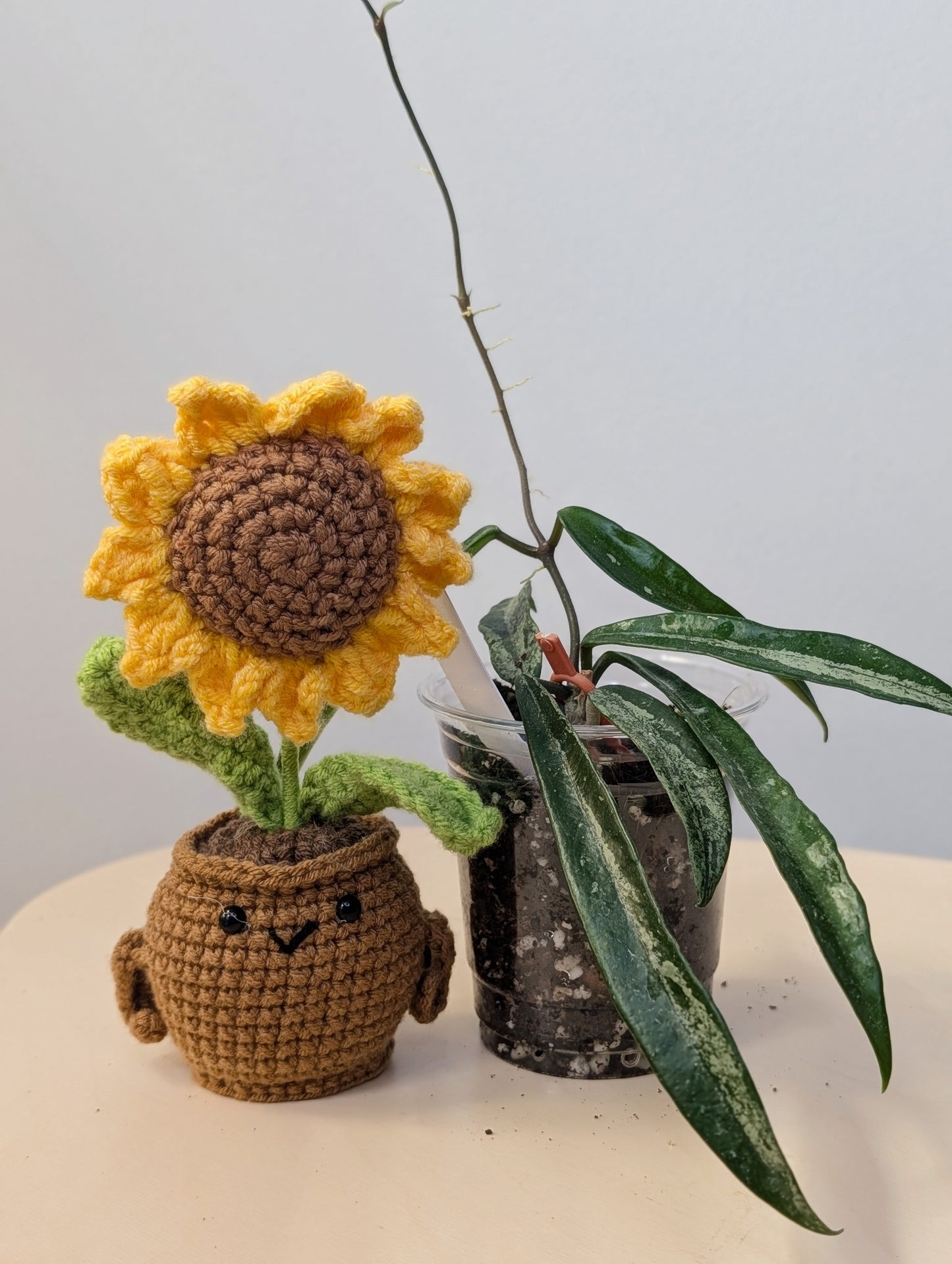 Hoya Minibelle Silver Splash