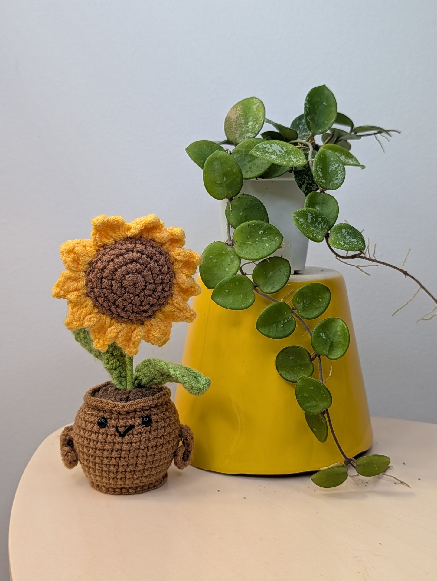 Hoya Mathilde silver splash