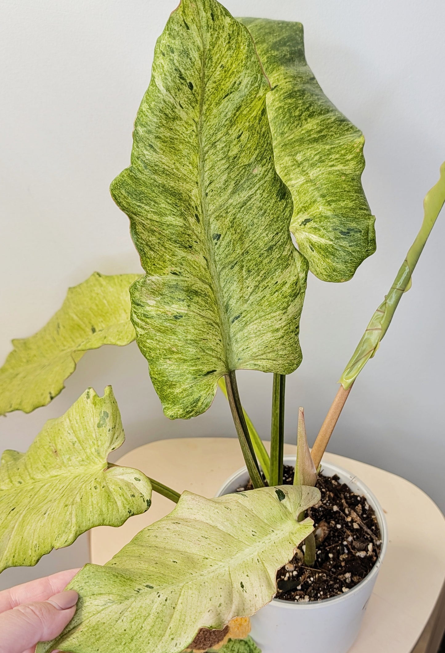 Philodendron snowdrift / easy to care for and beautiful 💚