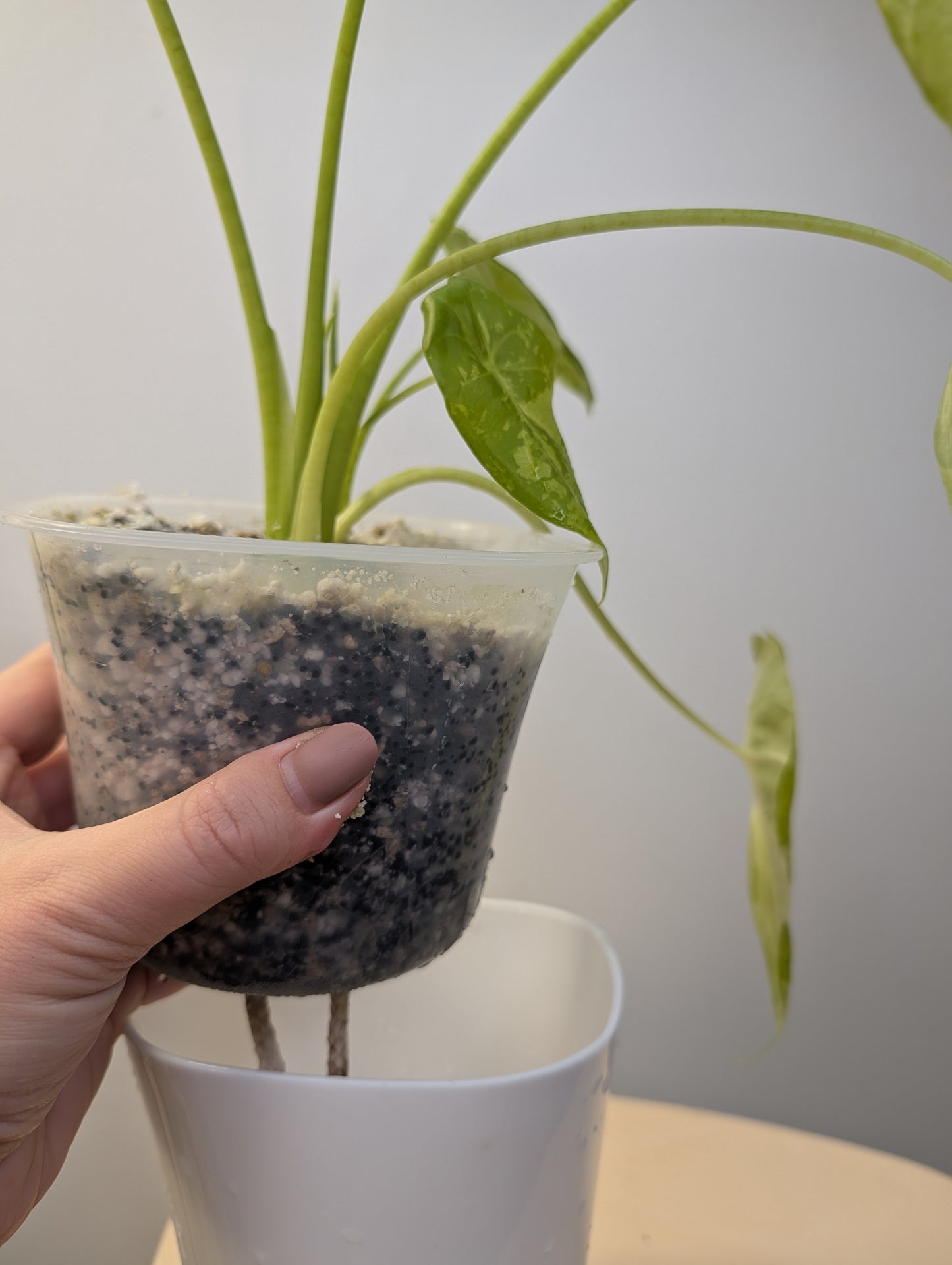 Alocasia acuminata variegated/ / uncommon alocasia 🦄