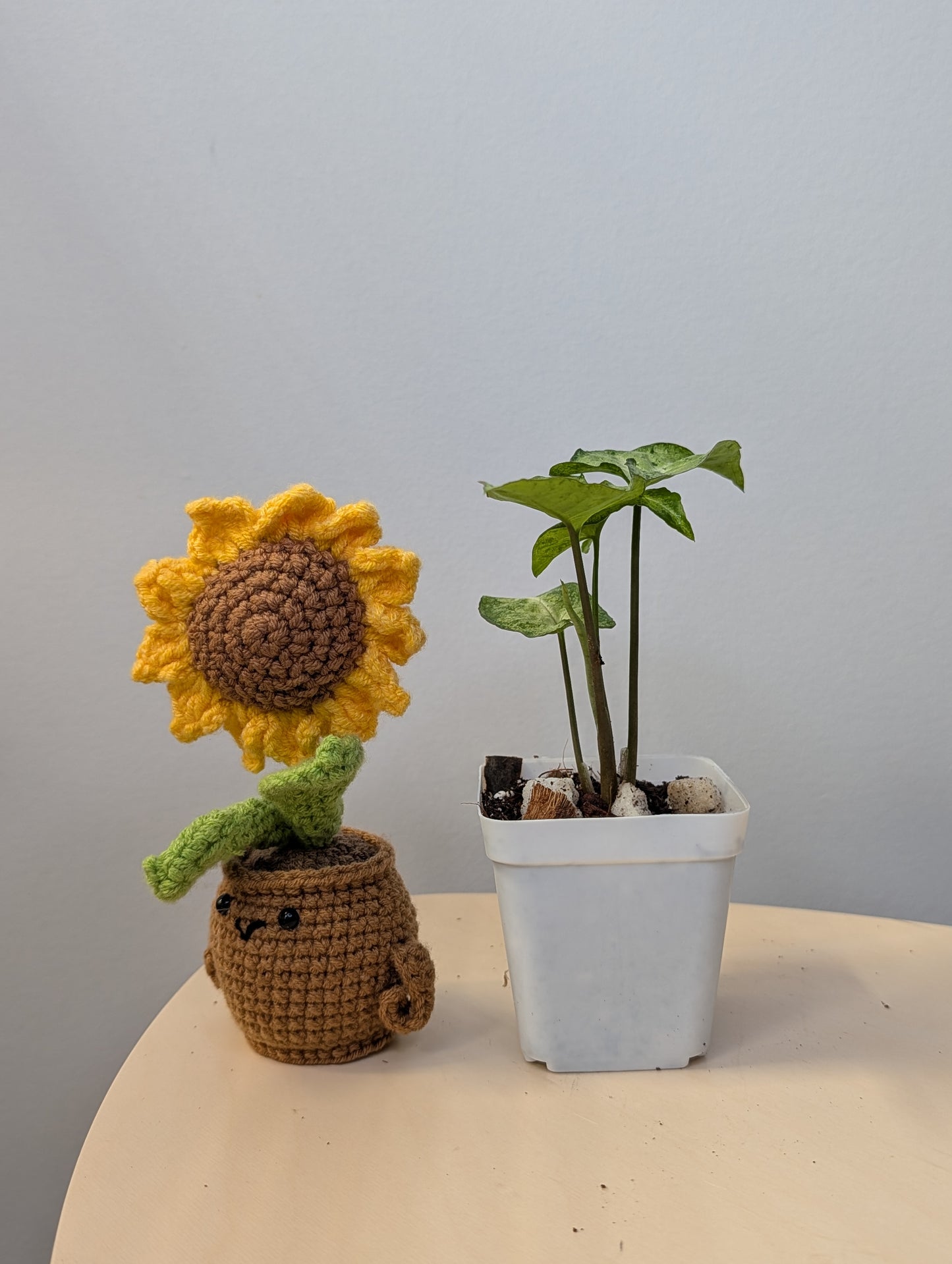 Syngonium green freckles