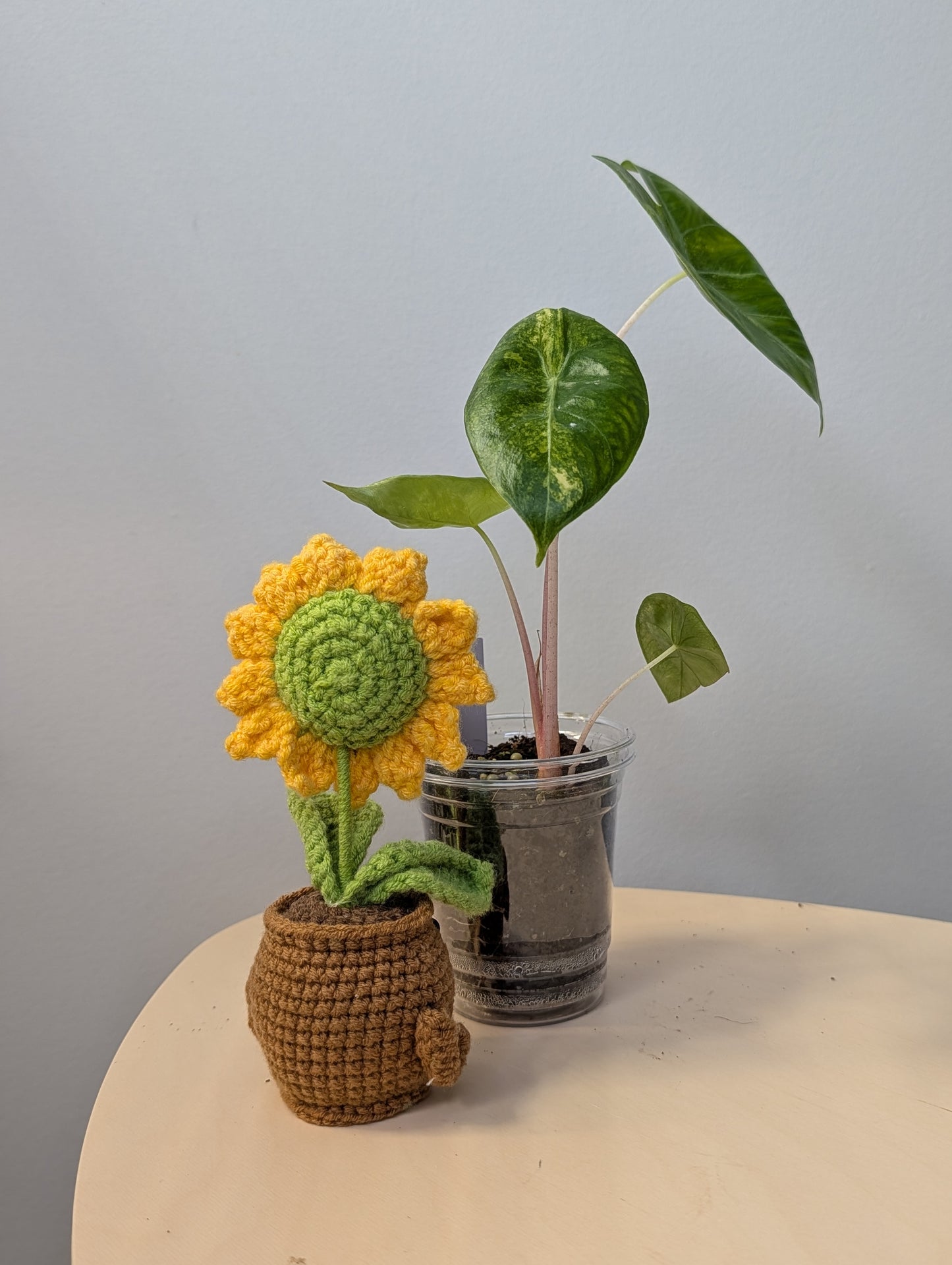 Alocasia pink dragon yellow variegated