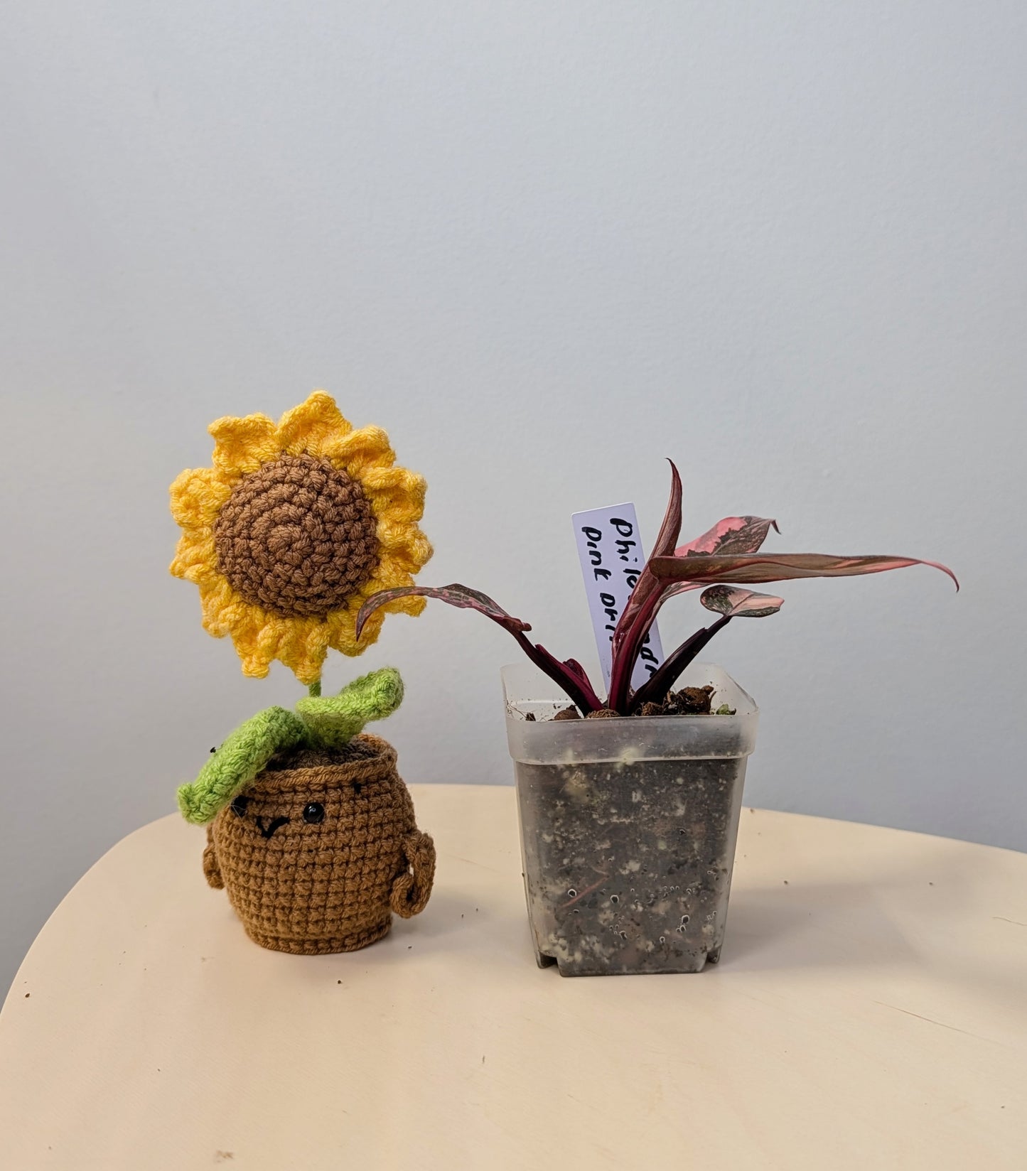 Philodendron pink princess galaxy variegated / very bright variegation 🩷