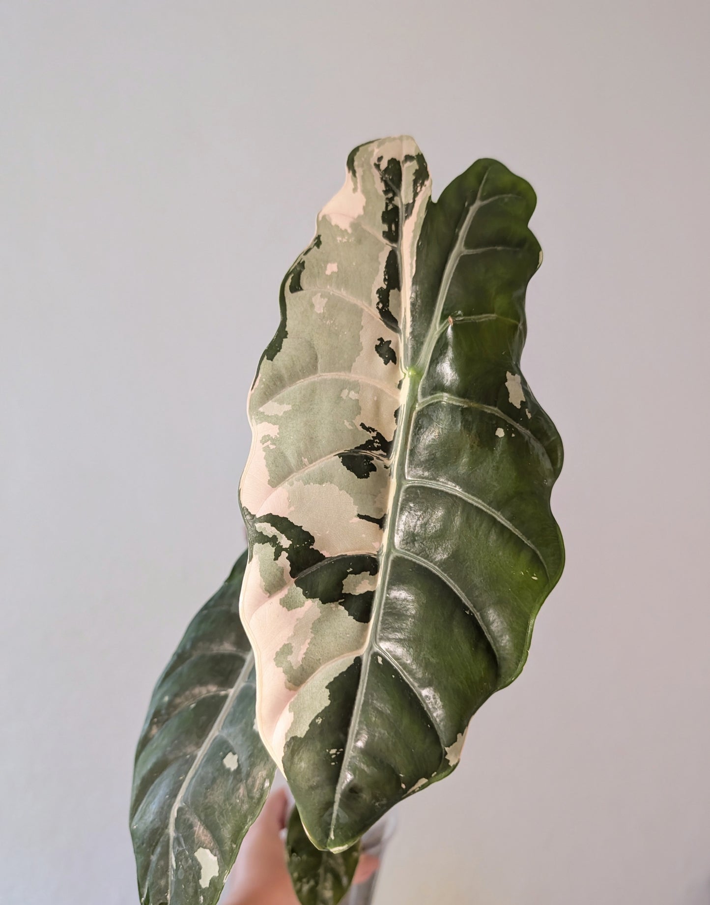 Alocasia Chantrieri CORM