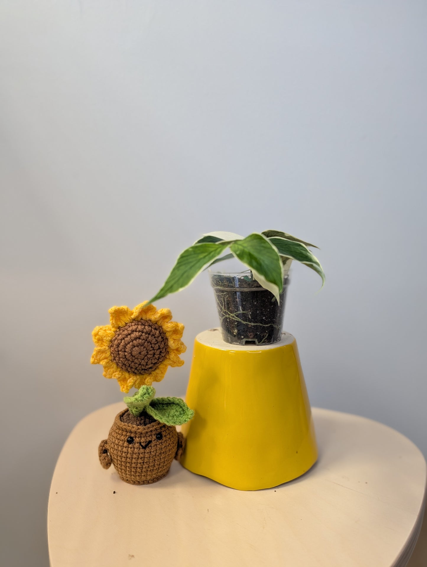 Hoya Polyneura albo variegated