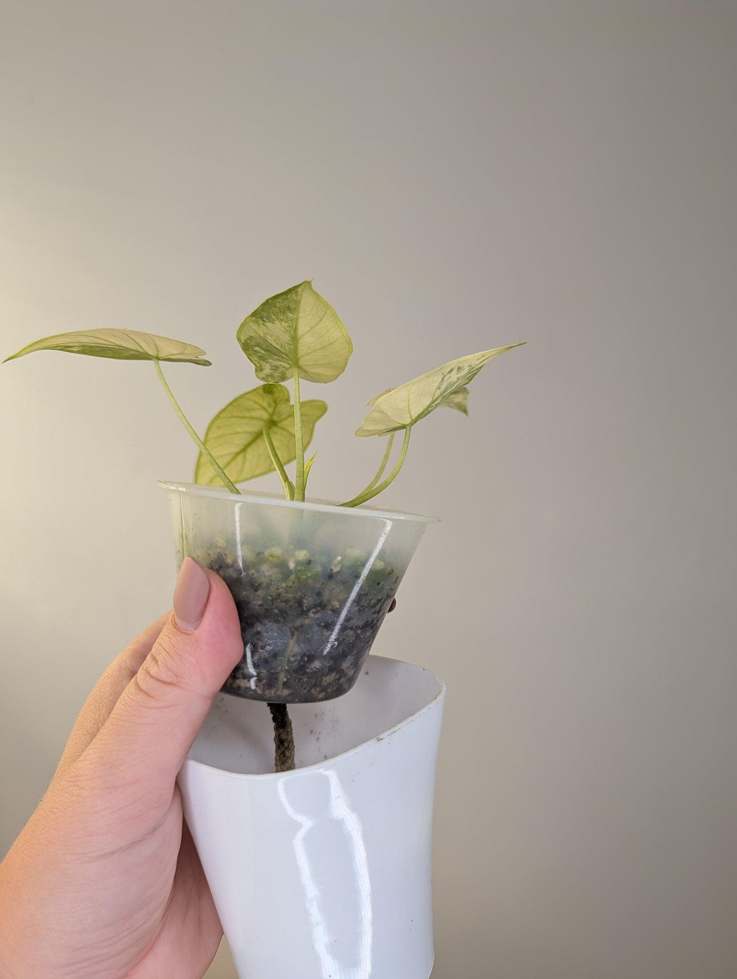 Alocasia odora yellow variegated / low-maintenance variegated alocasia