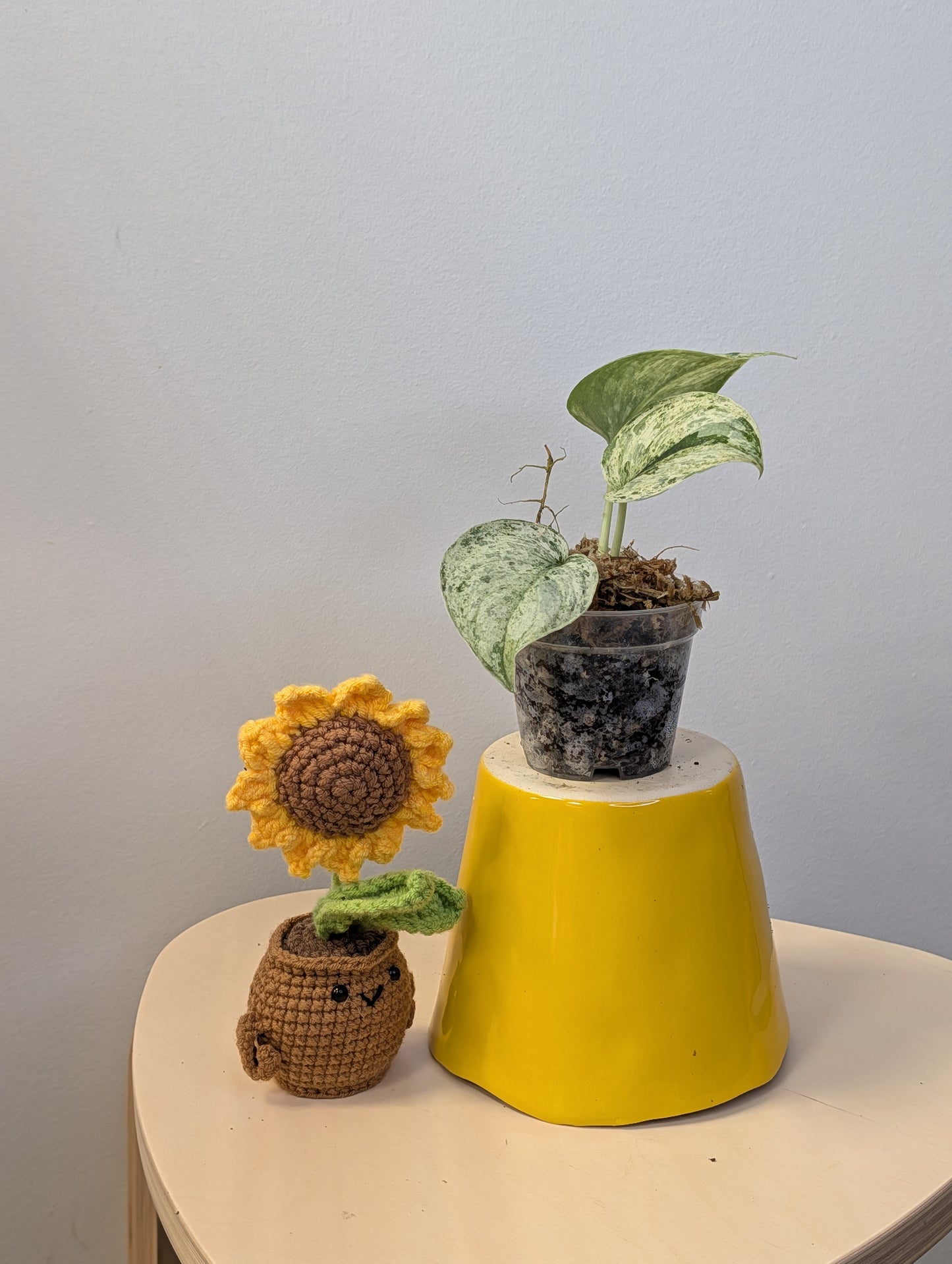 Scindapsus peasun variegated