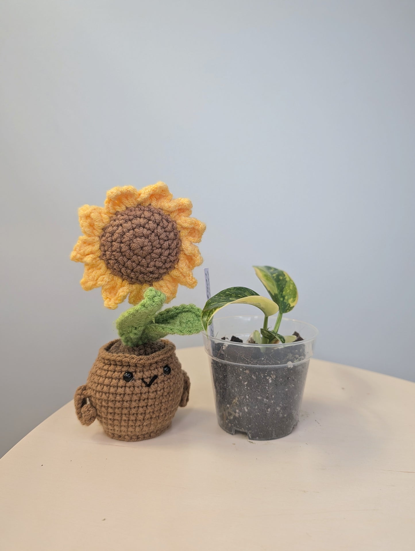 Philodendron green Congo hybrid variegated