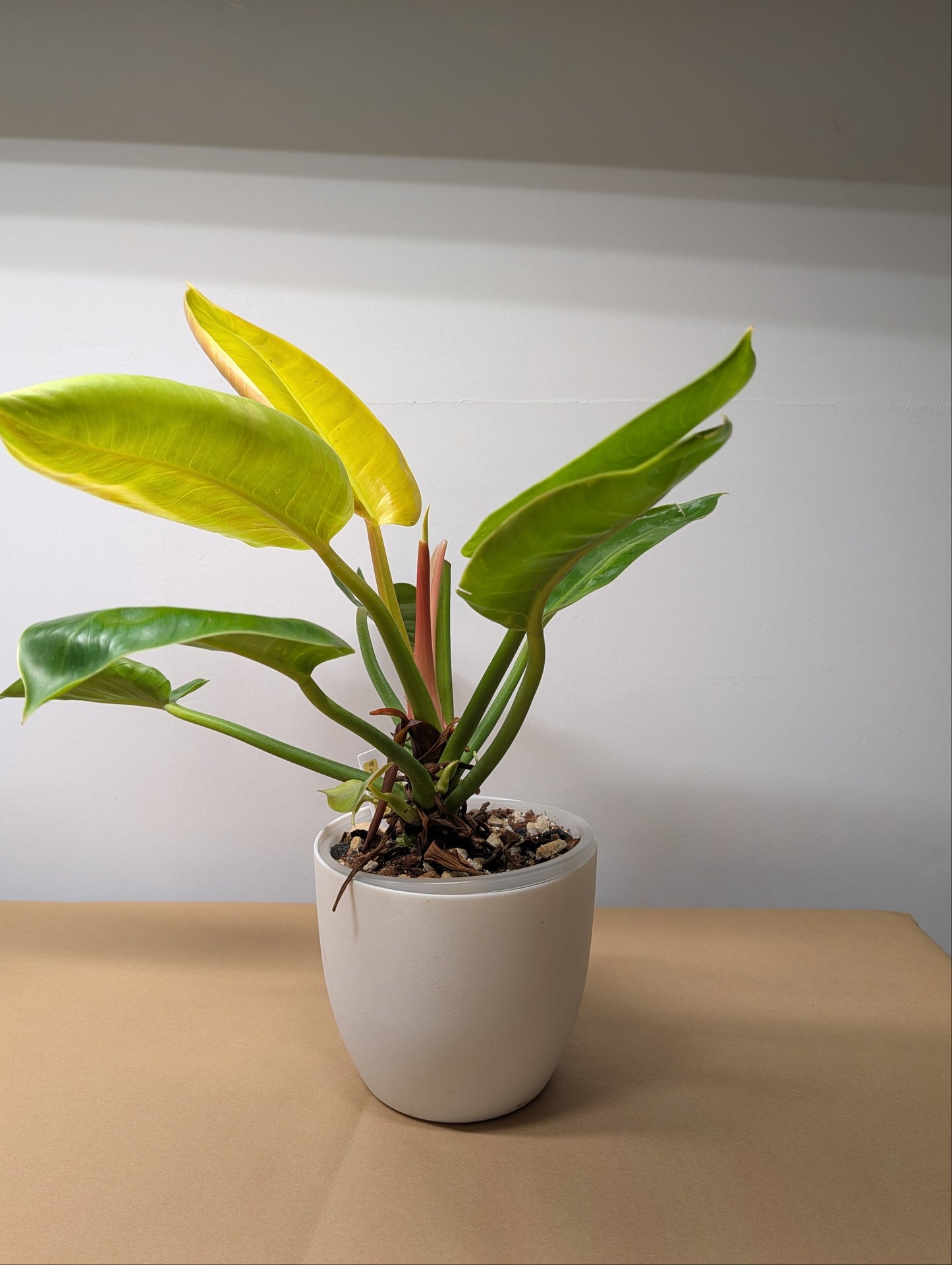 Philodendron green congo