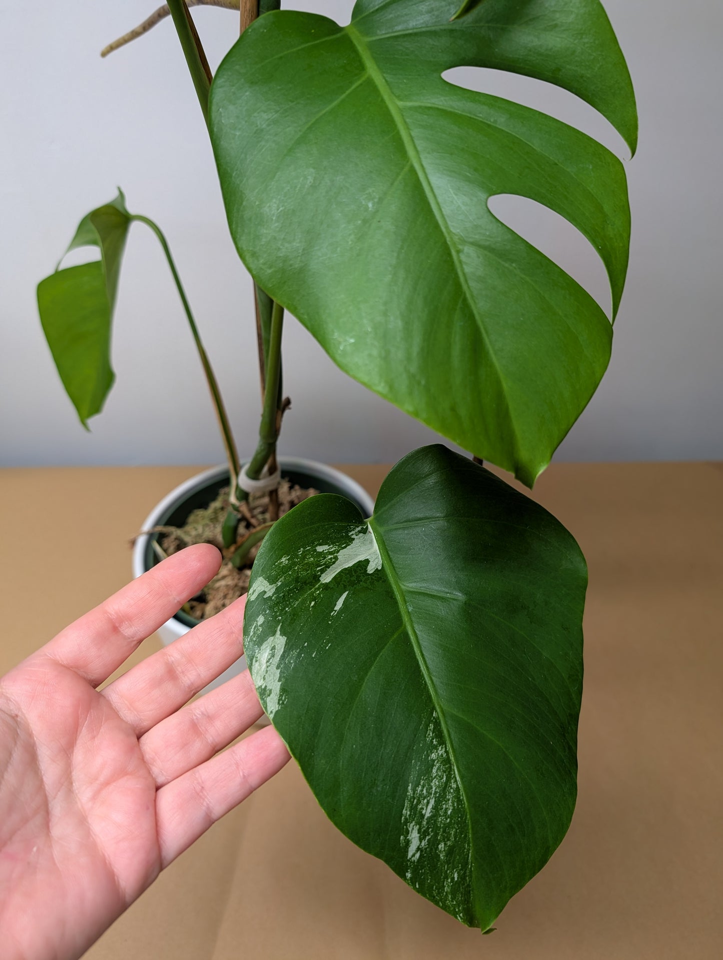Monstera albo, reverted plant / Only pickip or delivery