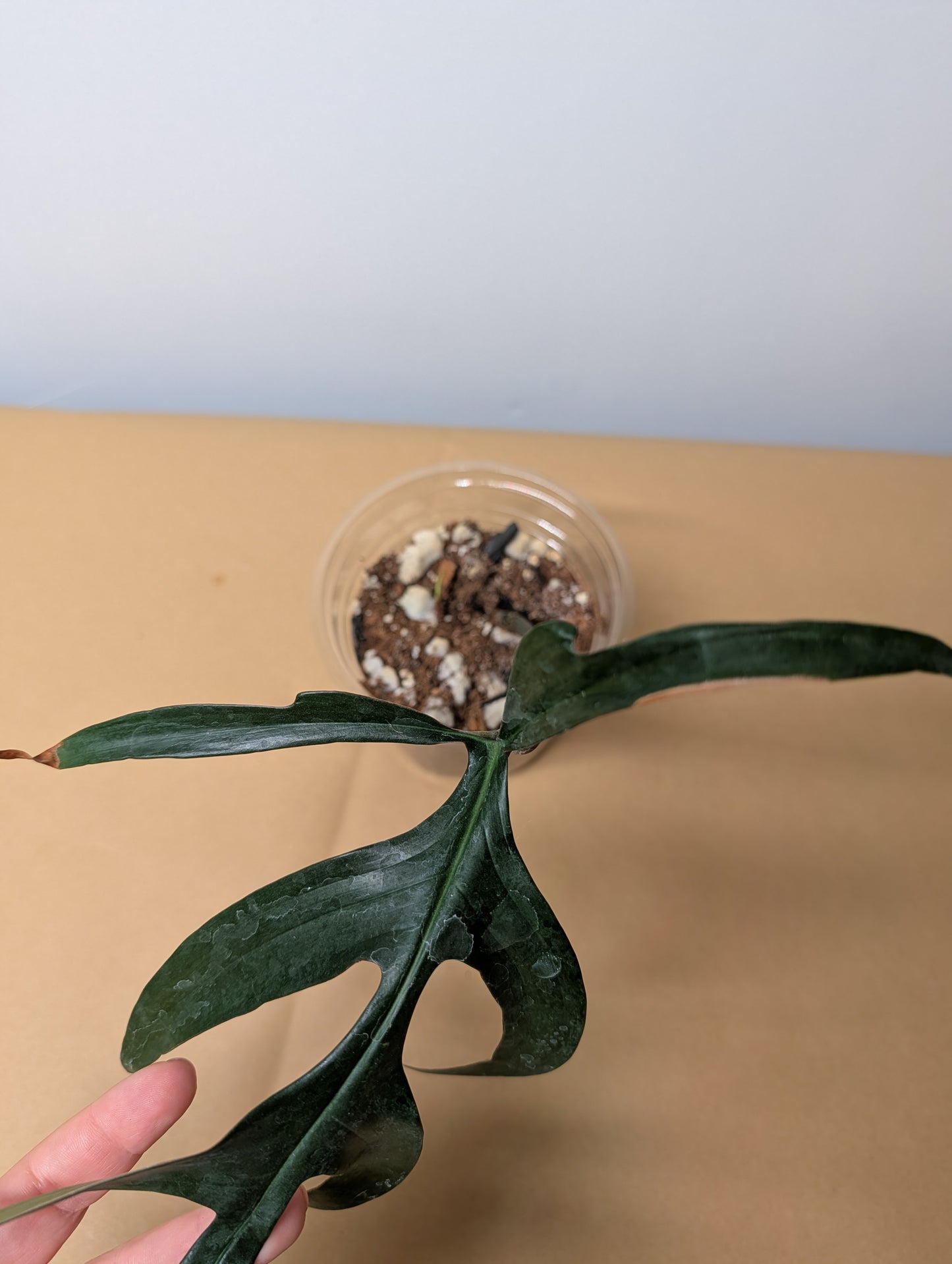 Philodendron Quercifolium / uncommon philodendron