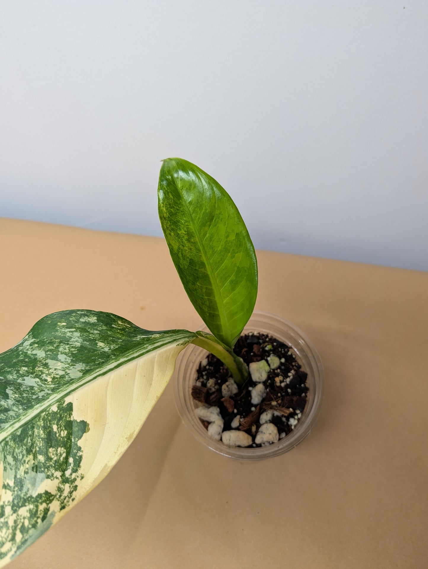 Diffenbachia variegated