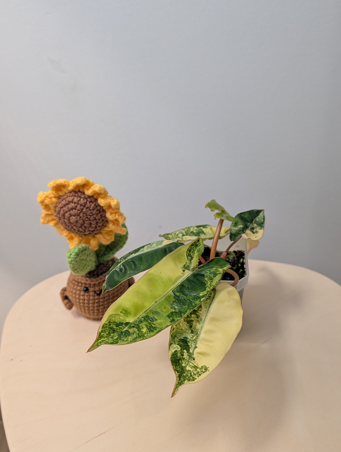 Philodendron Billitae variegated