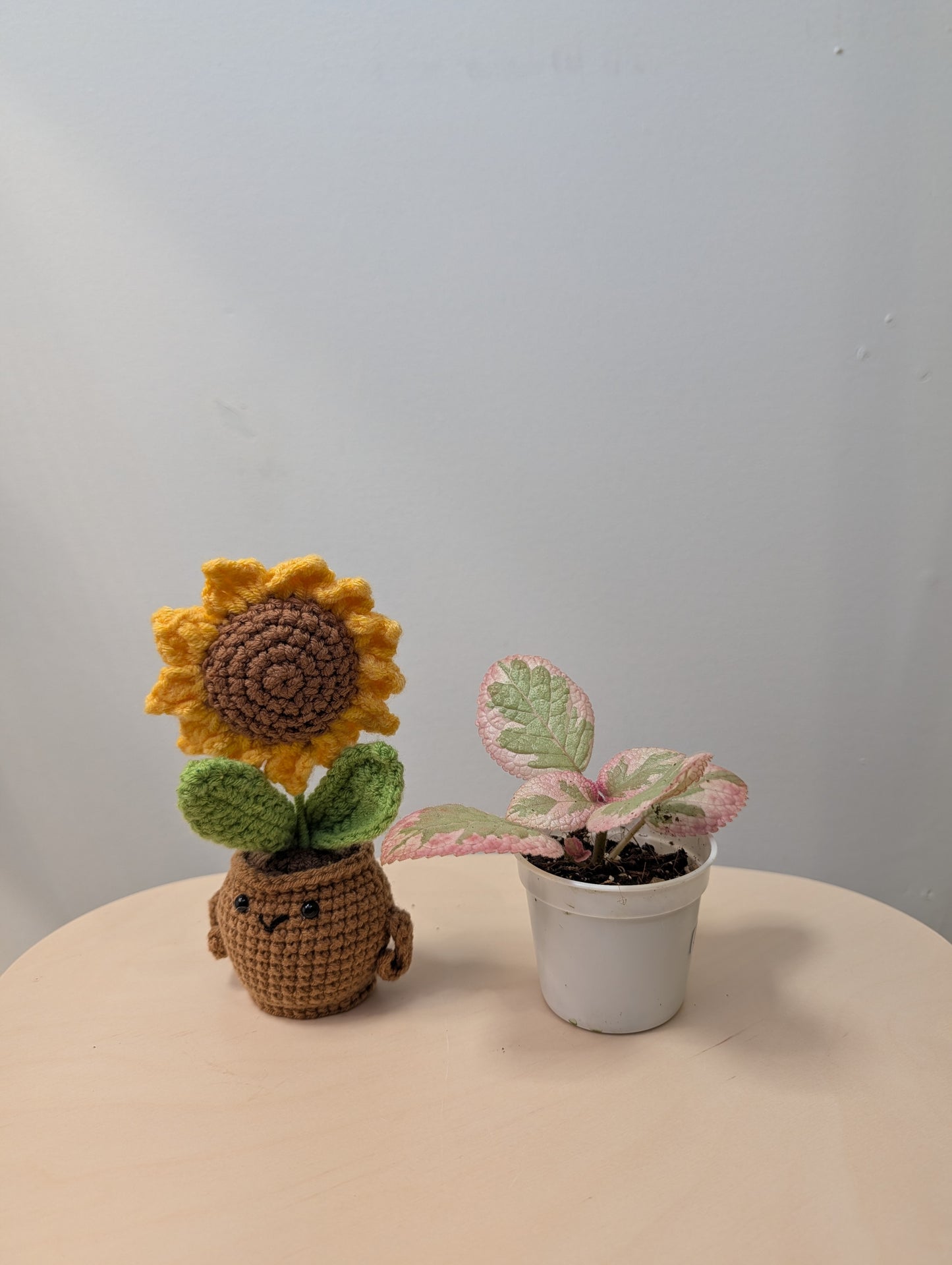 Episcia Cleopatra / grower's choice