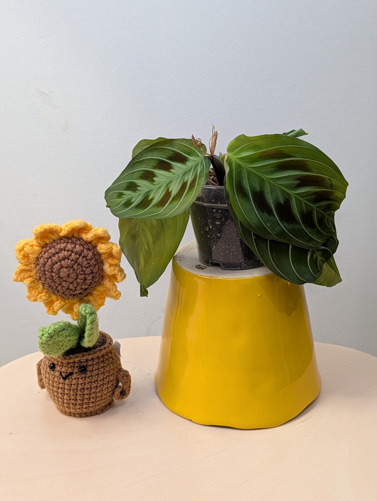 Marantha black (rare)